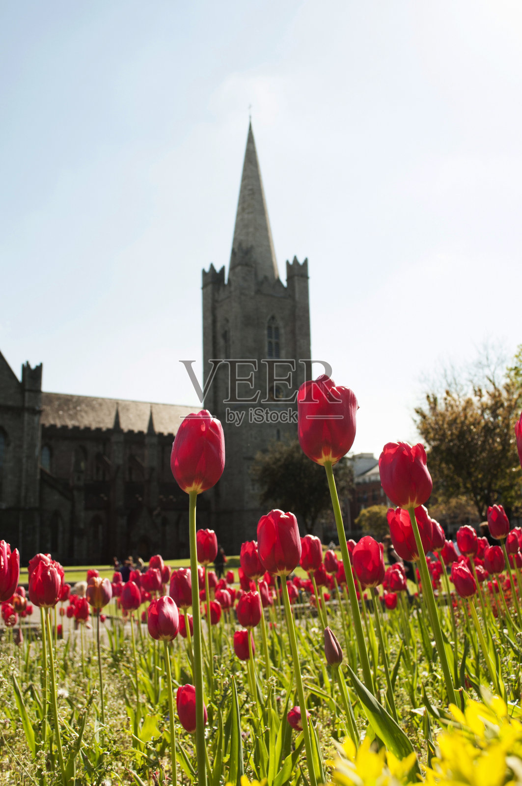 圣帕特里克大教堂的花园照片摄影图片