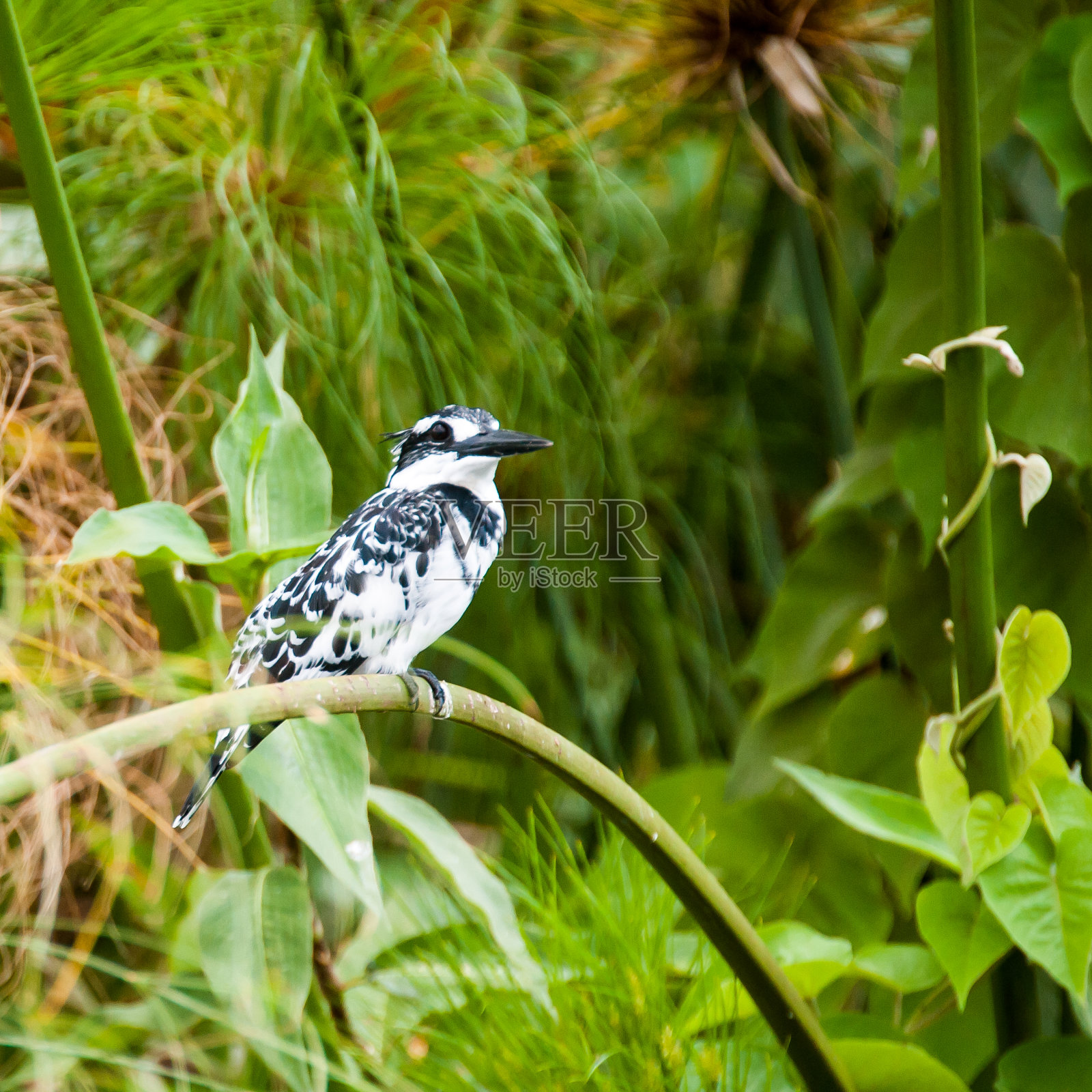 尼罗河的源头，金加，乌干达照片摄影图片