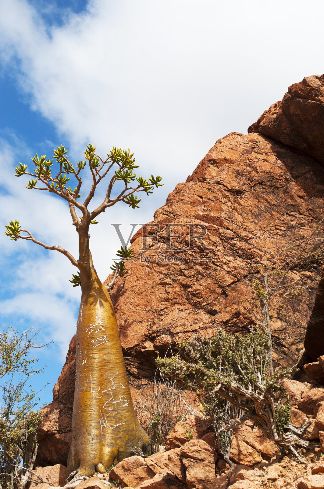 索科特拉岛：瓶子树，洪希尔高原龙血树森林中的特有开花植物——沙漠玫瑰照片摄影图片