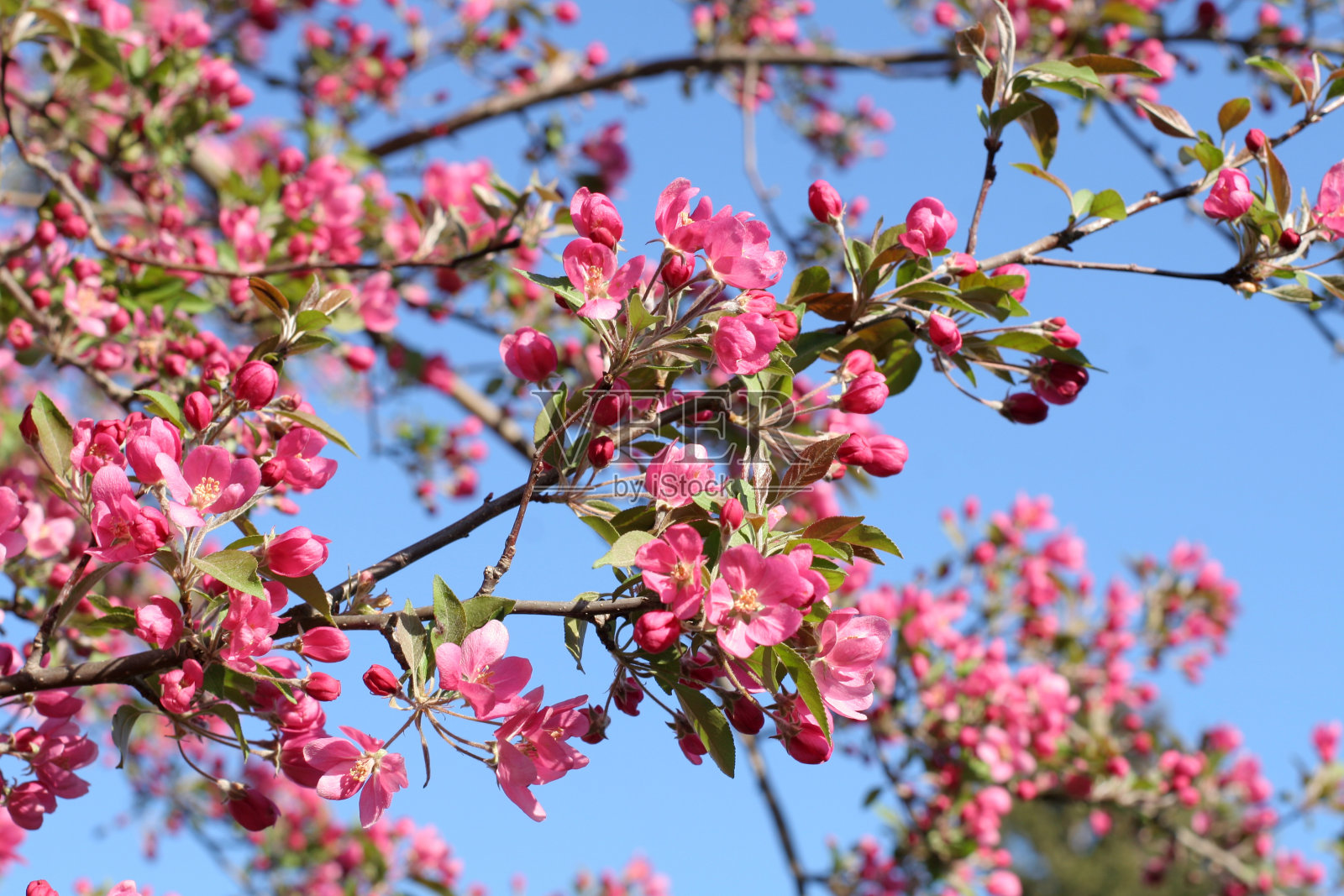 蟹苹果花照片摄影图片