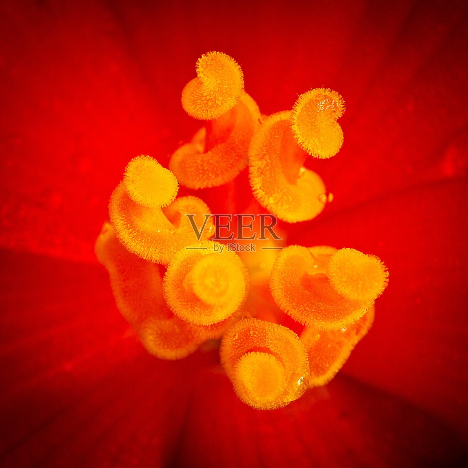 花的特写照片摄影图片