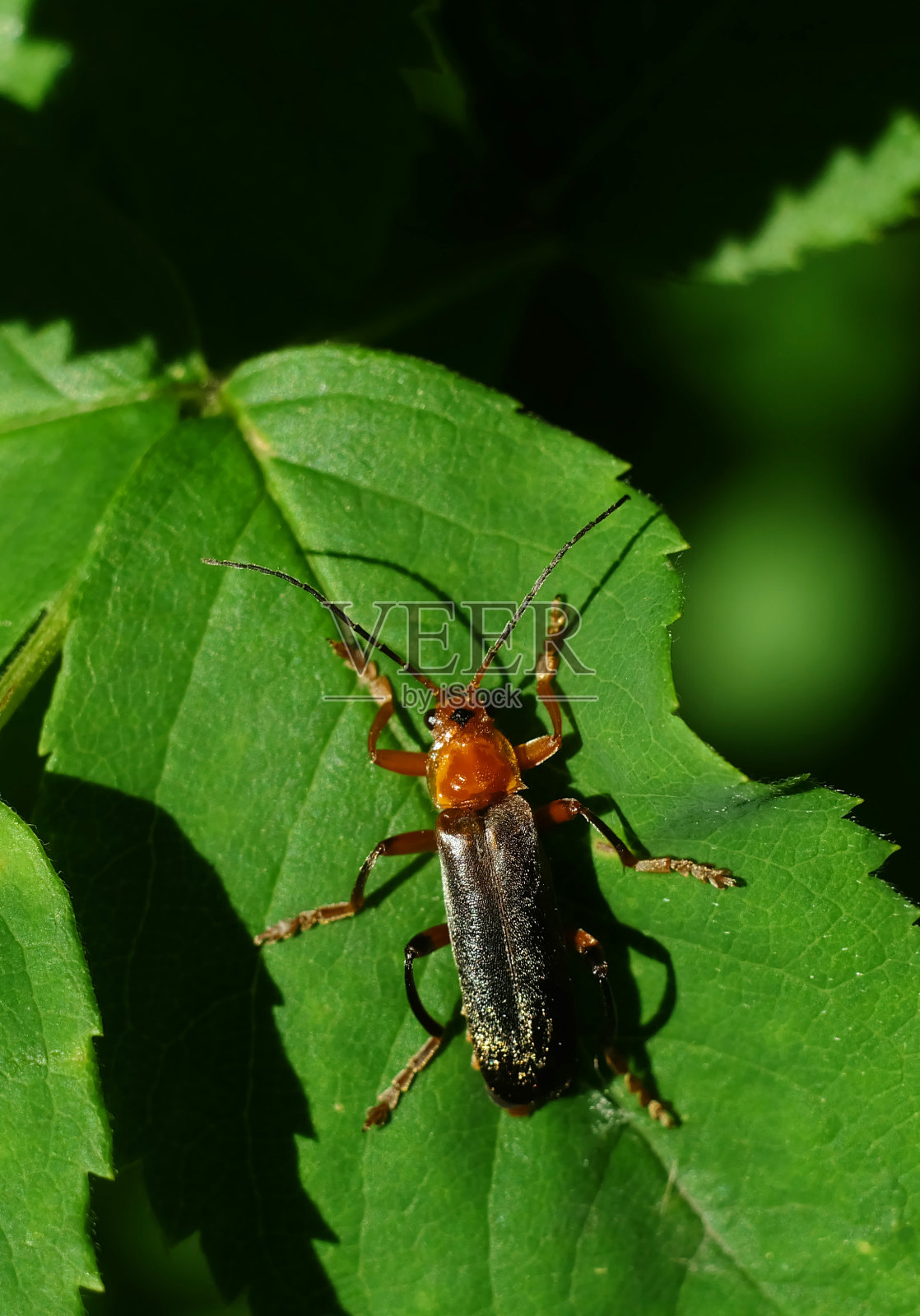 叶上昆虫特写镜头照片摄影图片