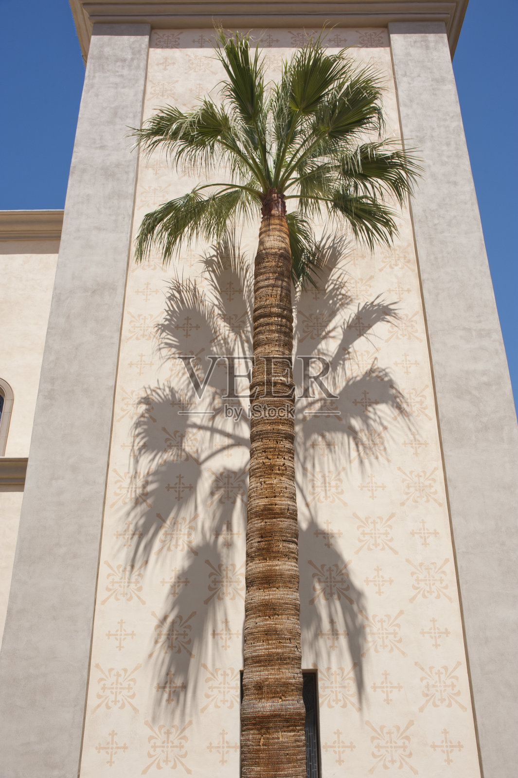 棕榈树与阴影照片摄影图片