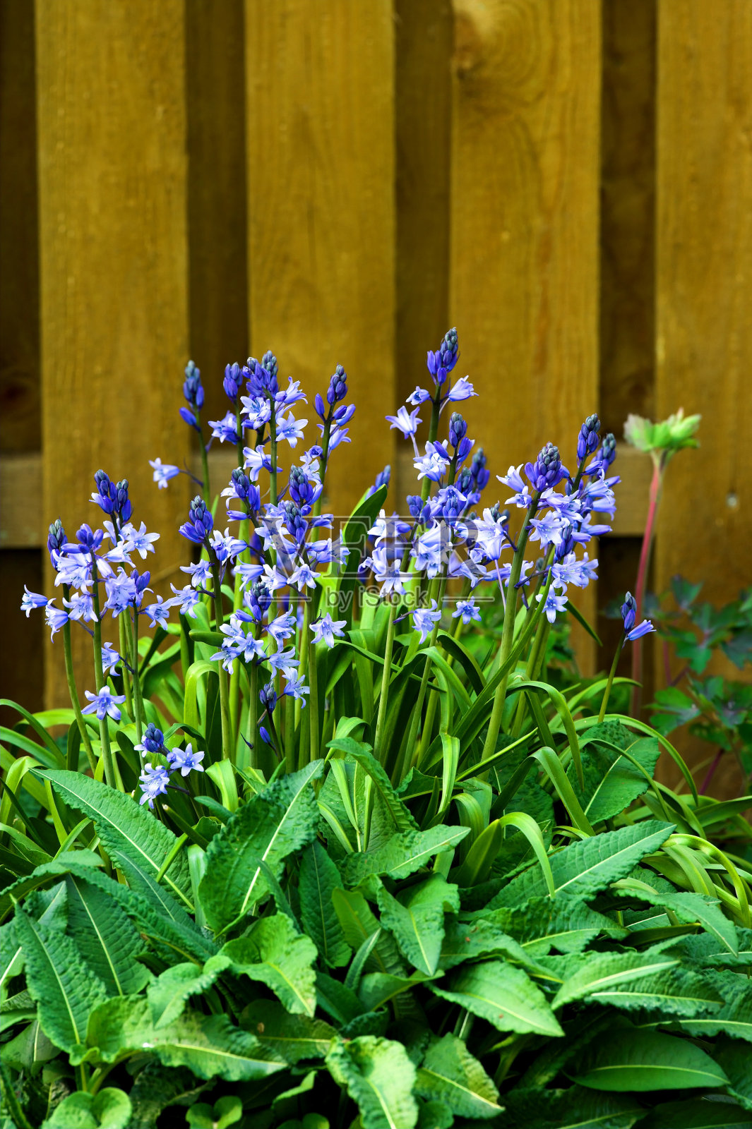 美丽的紫色花朵在花园里照片摄影图片