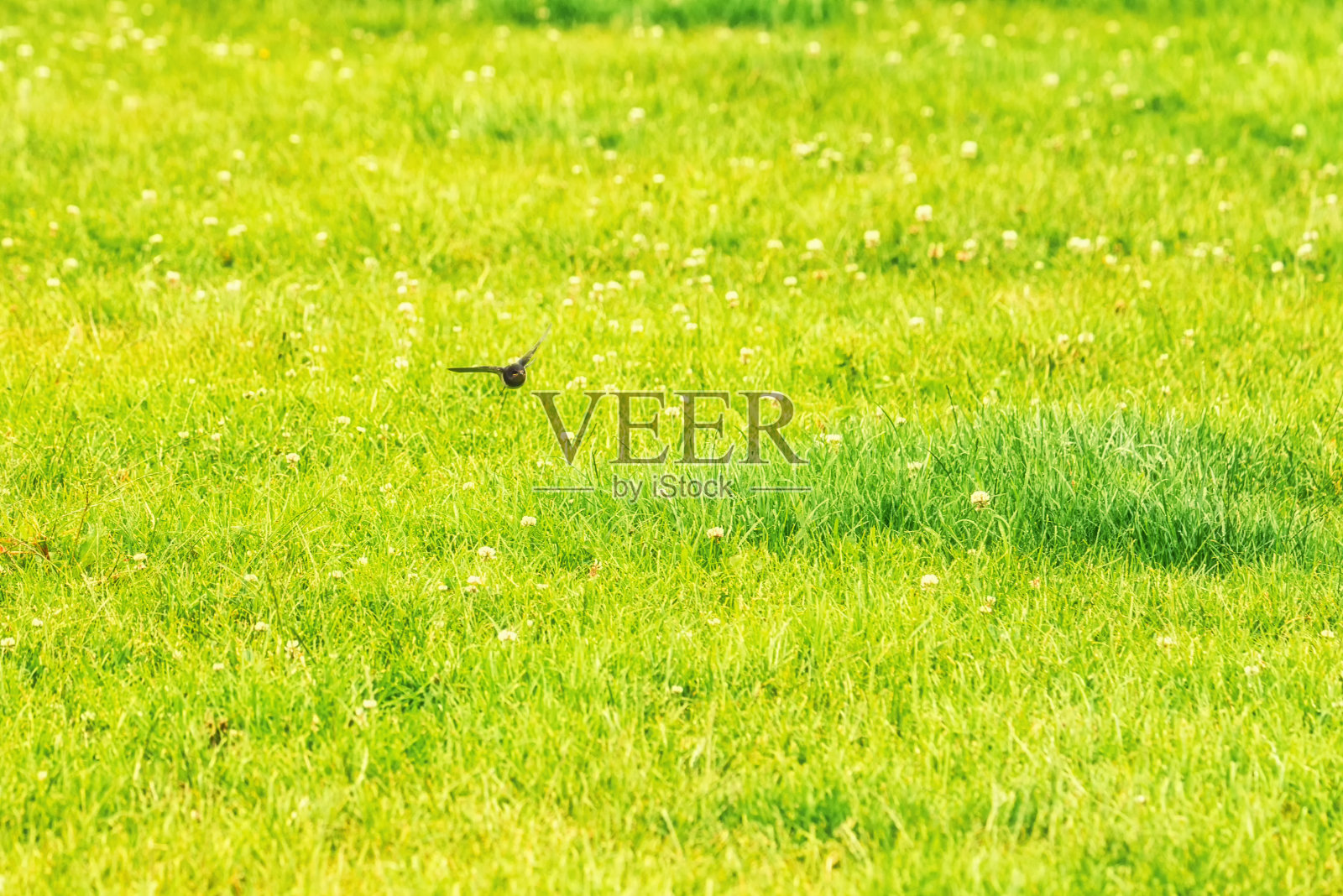 燕子快速飞过田野照片摄影图片