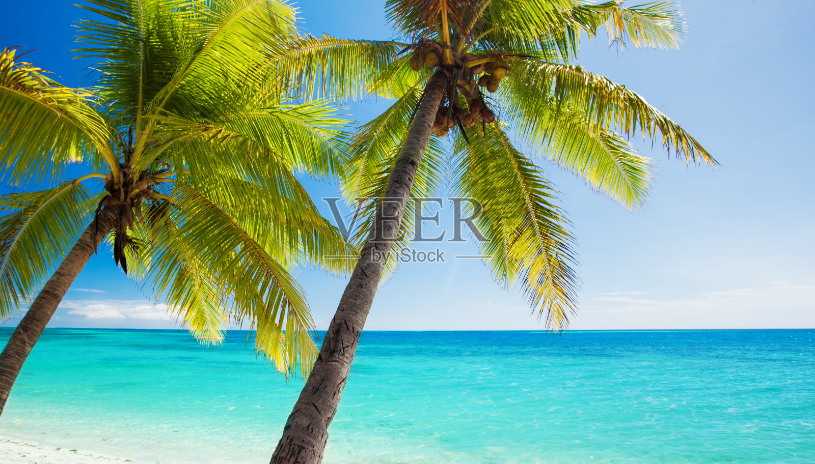 棕榈树俯瞰蓝色的泻湖照片摄影图片