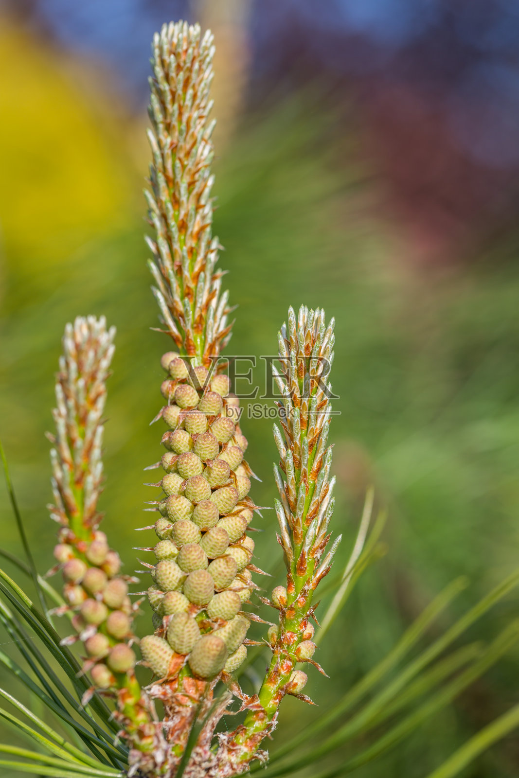 花松树照片摄影图片