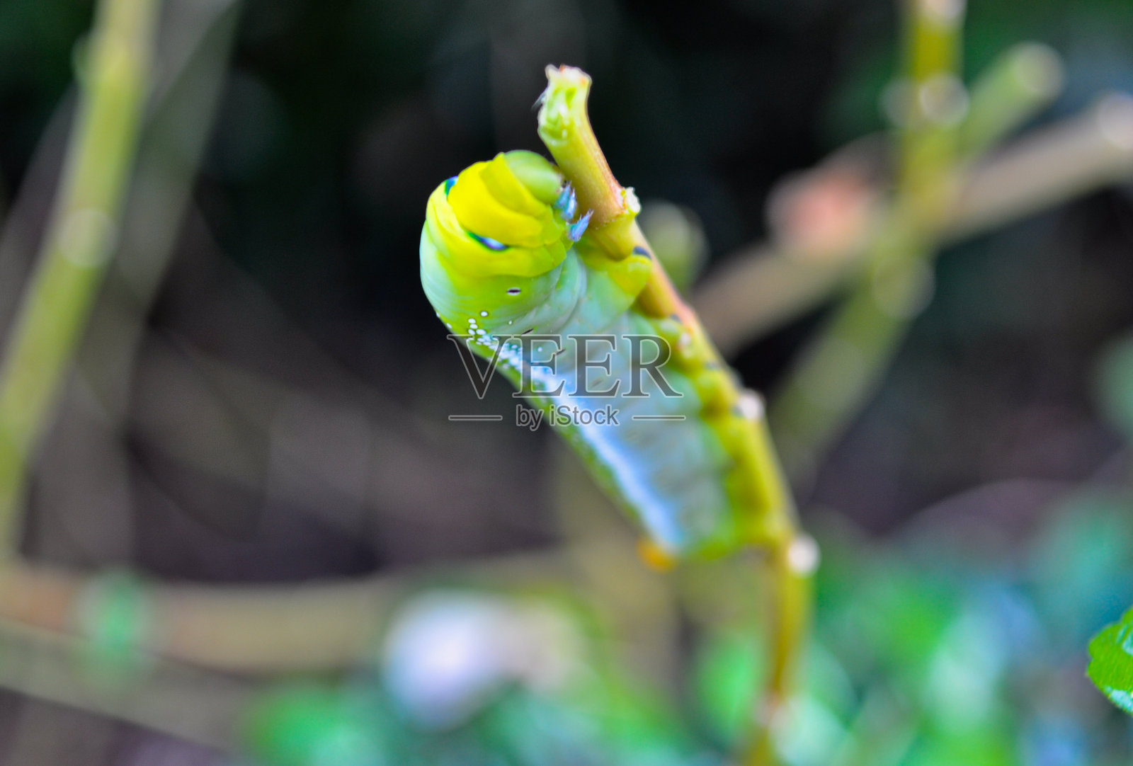 蠕虫照片摄影图片