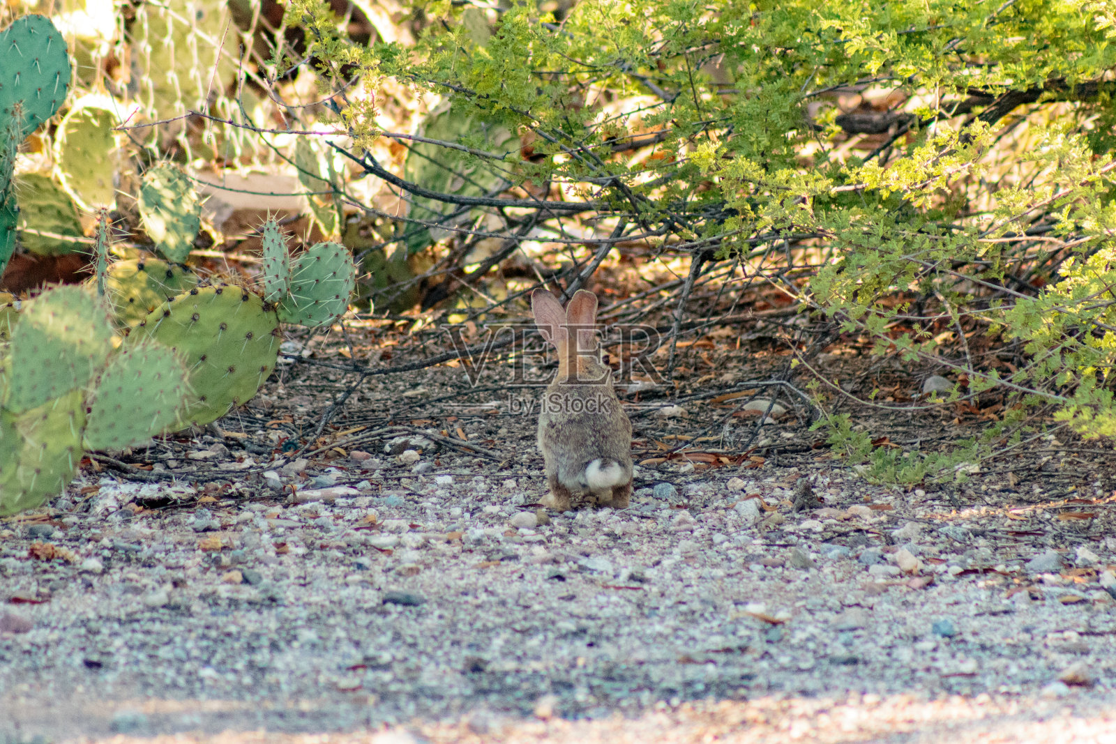 沙漠棉尾兔照片摄影图片