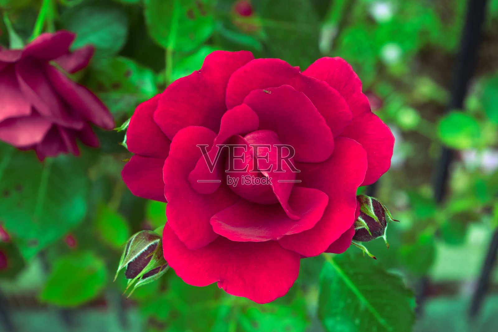 多色的玫瑰照片摄影图片