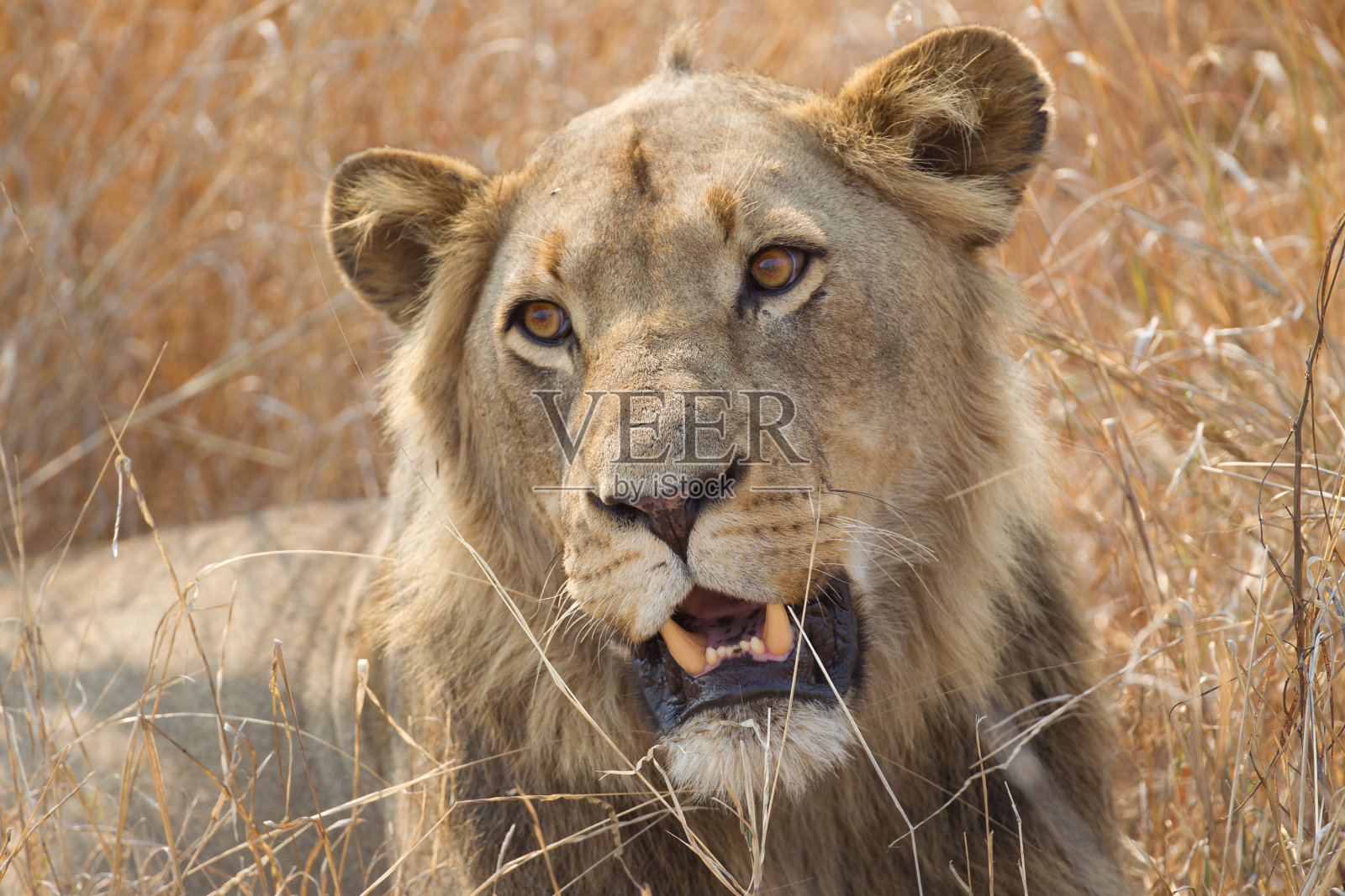 非洲狮(狮子)照片摄影图片