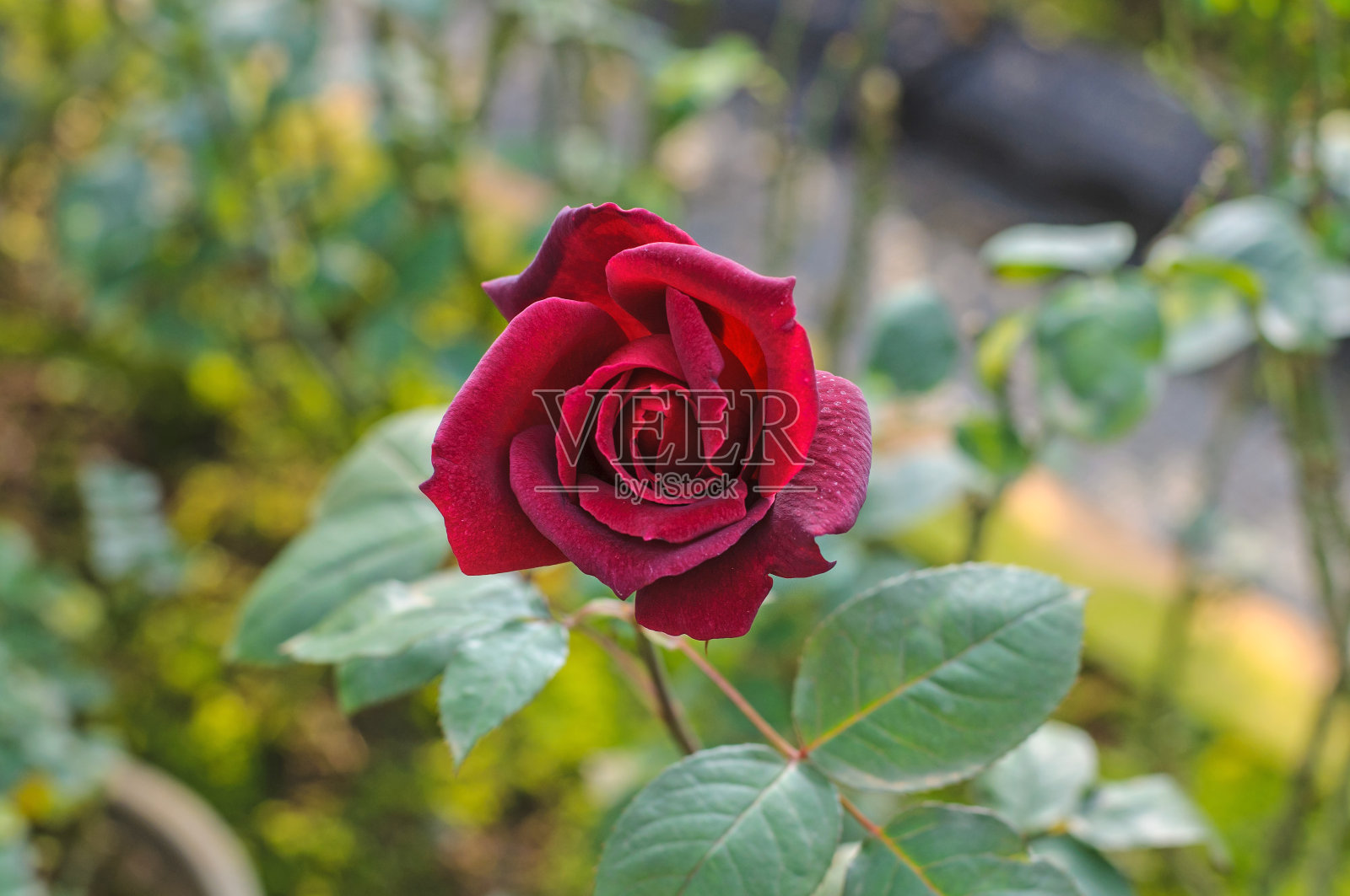 以自然为背景的红玫瑰特写。照片摄影图片