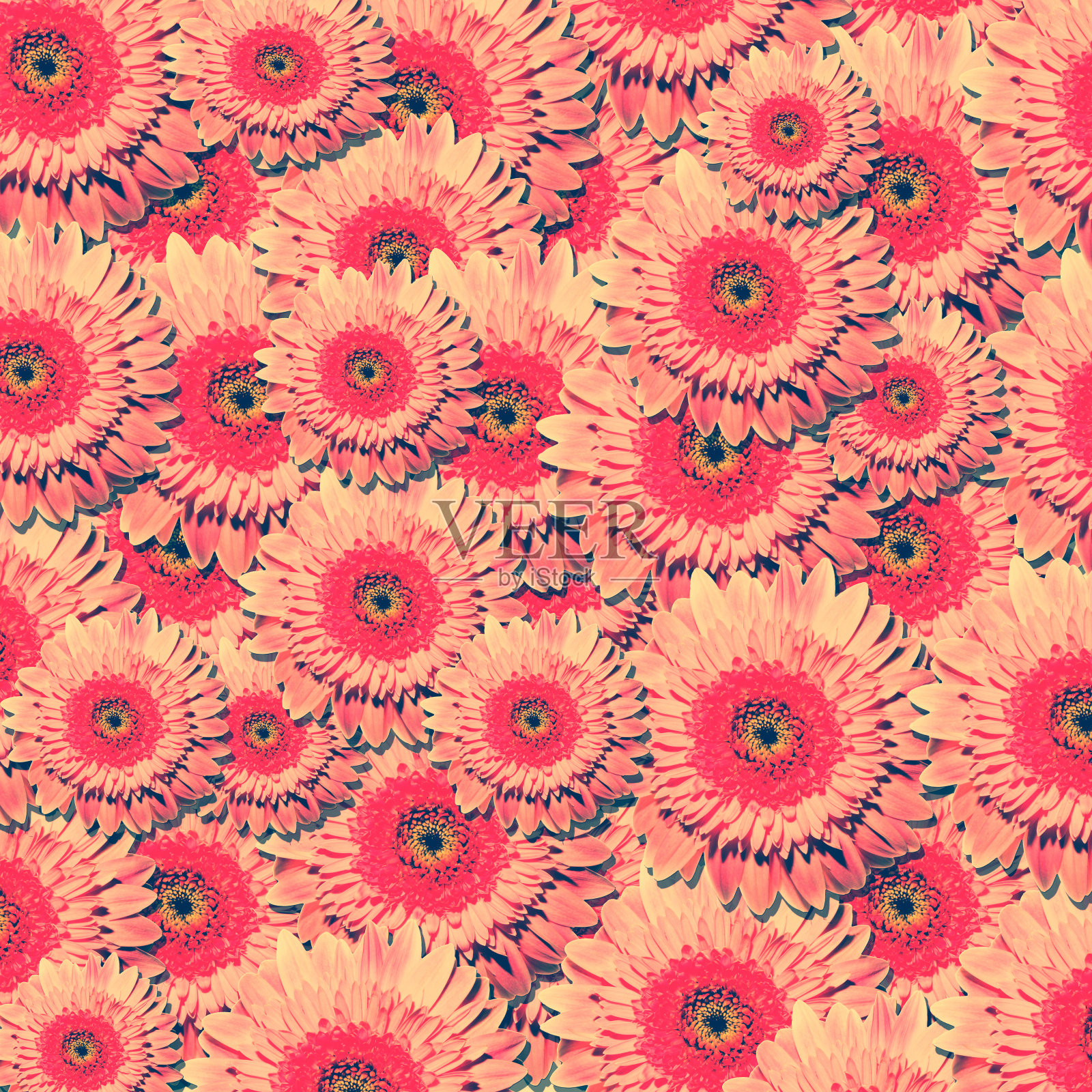 很多漂亮的粉色非洲菊花插画图片素材