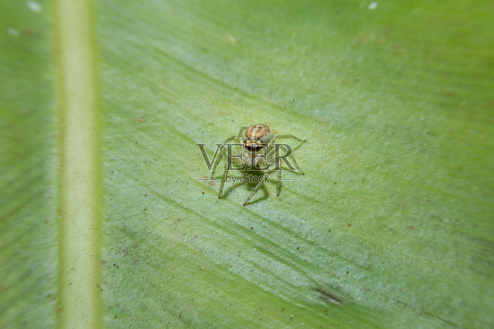 蜘蛛抱着绿叶，近距离观察细节。照片摄影图片
