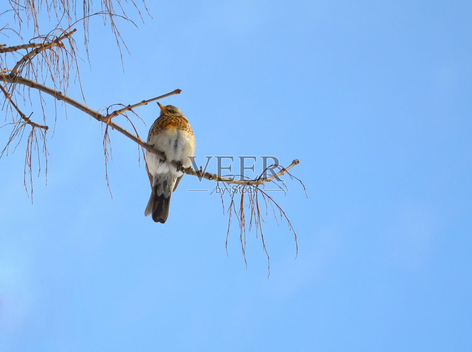 画眉照片摄影图片