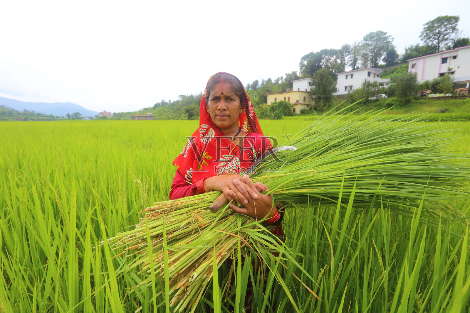 站在稻田里的印度乌特拉坎德老妇人照片摄影图片