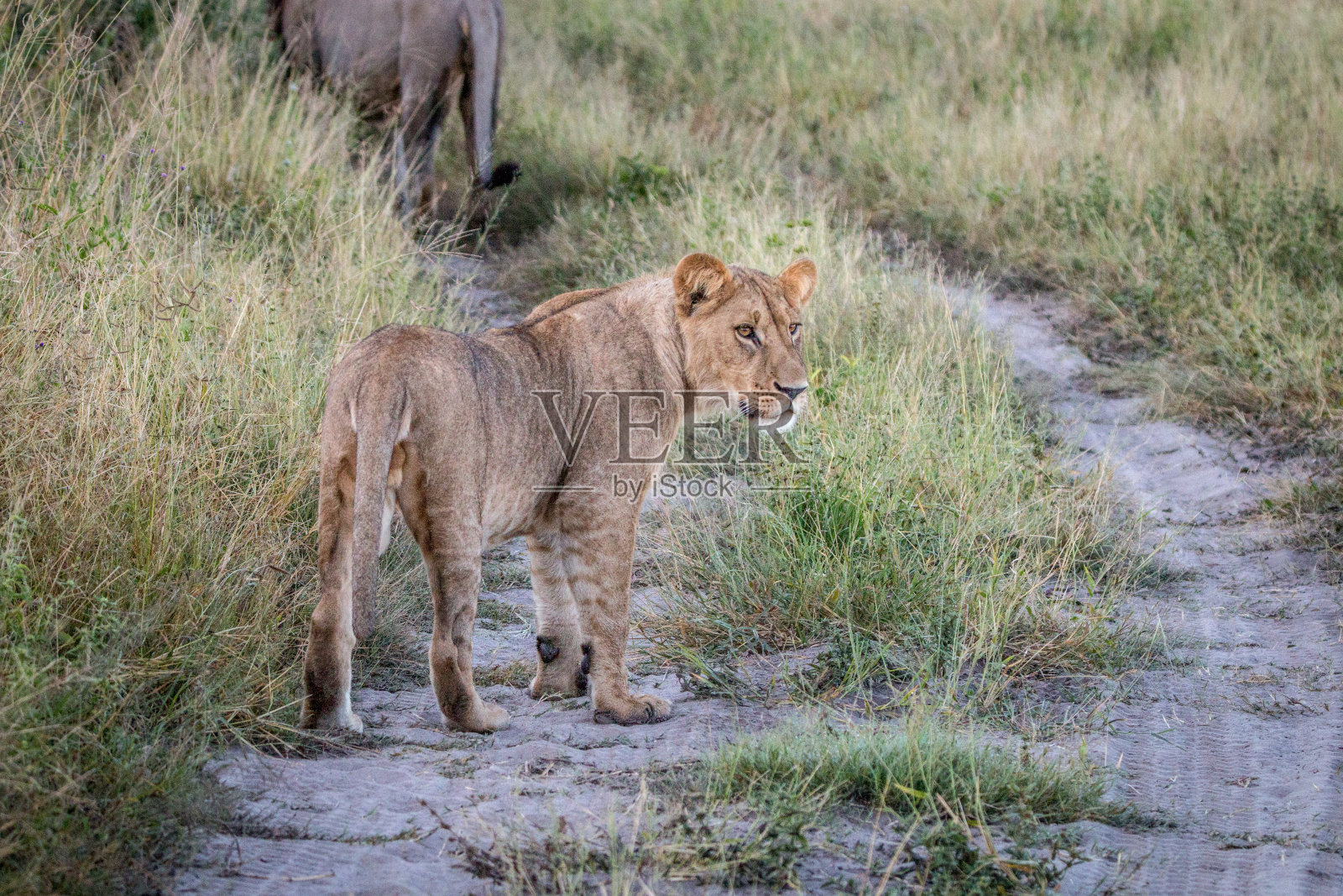 一只小狮子走在路上。照片摄影图片