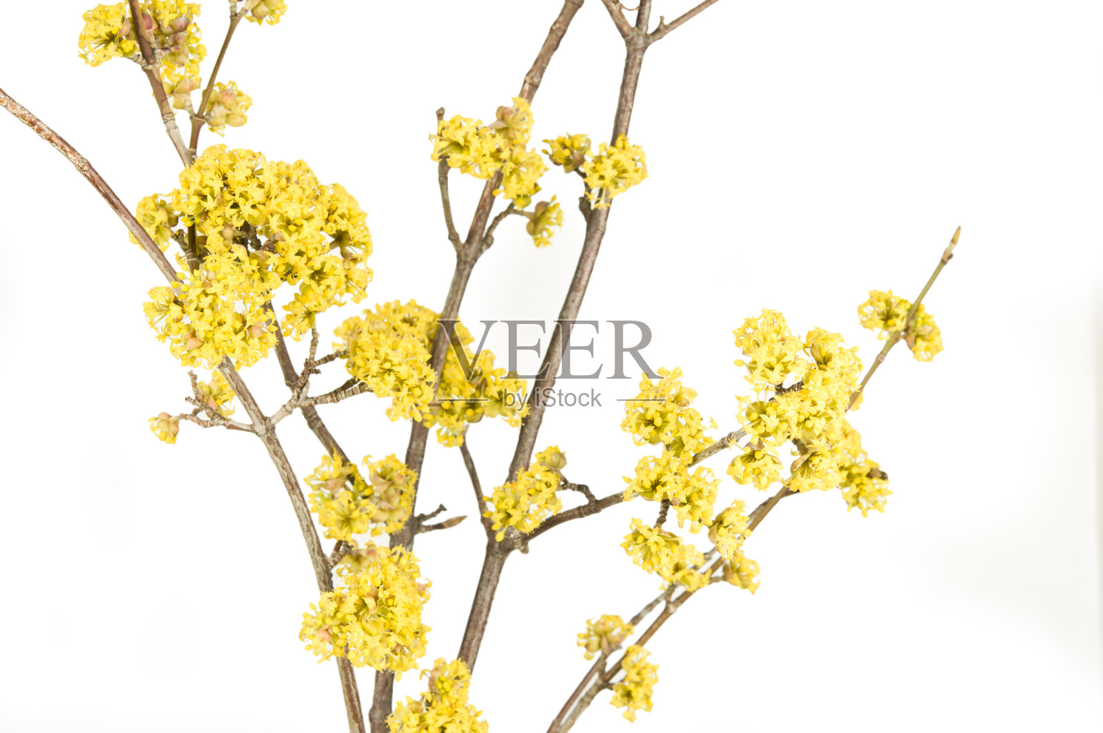 山茱萸但照片摄影图片