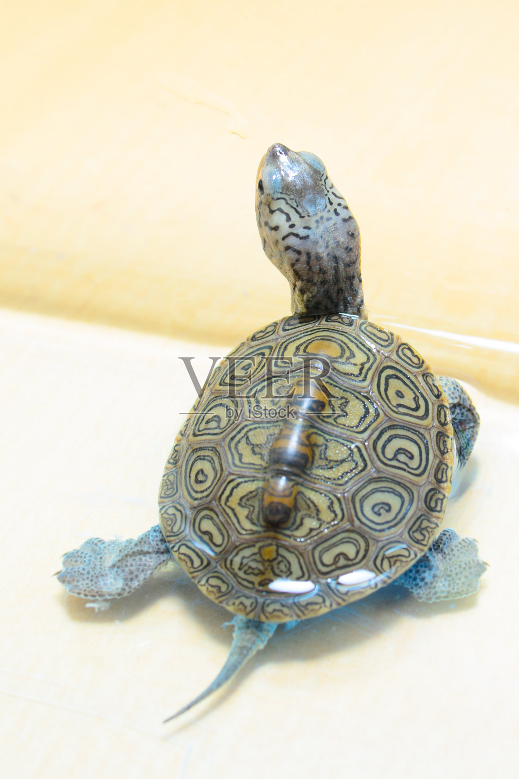 乌龟照片摄影图片