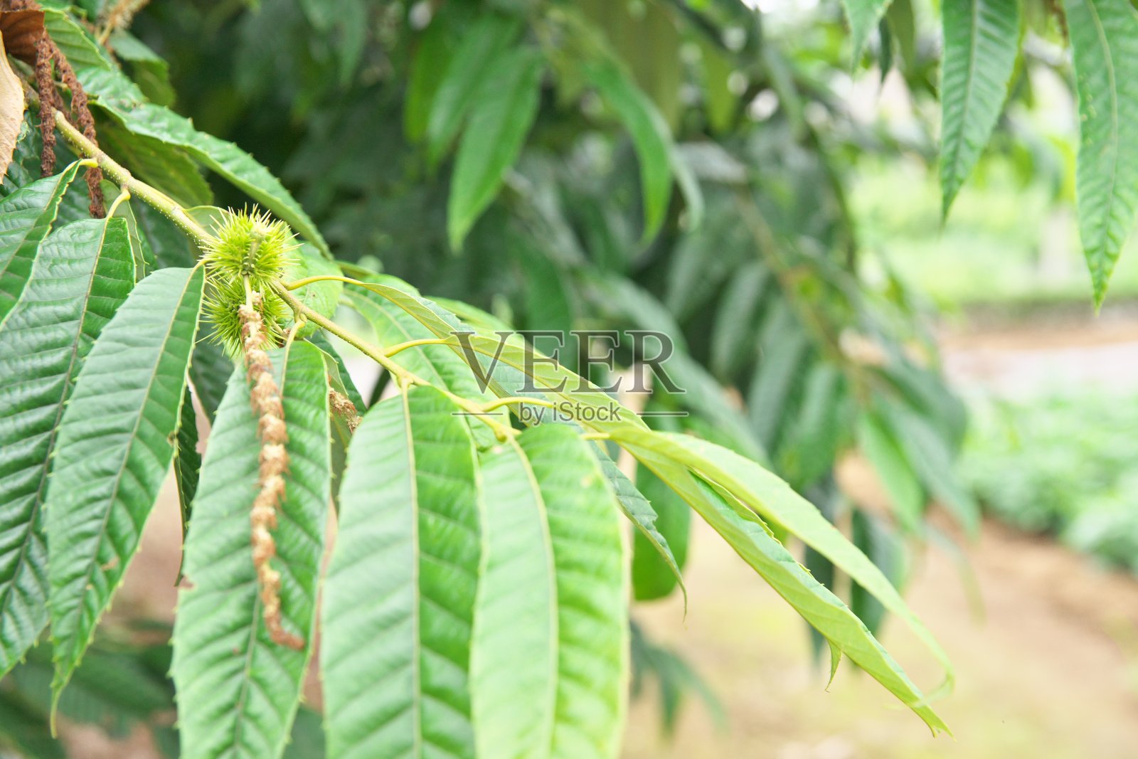 栗子的果实照片摄影图片