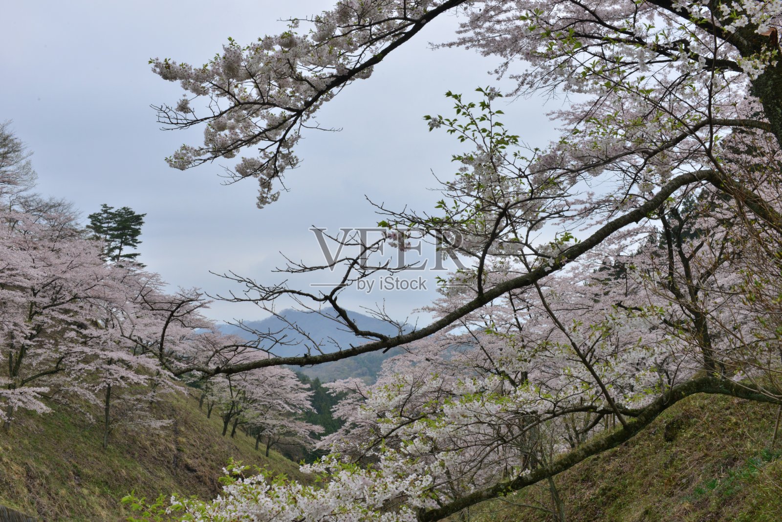 日本明纪山的樱花照片摄影图片