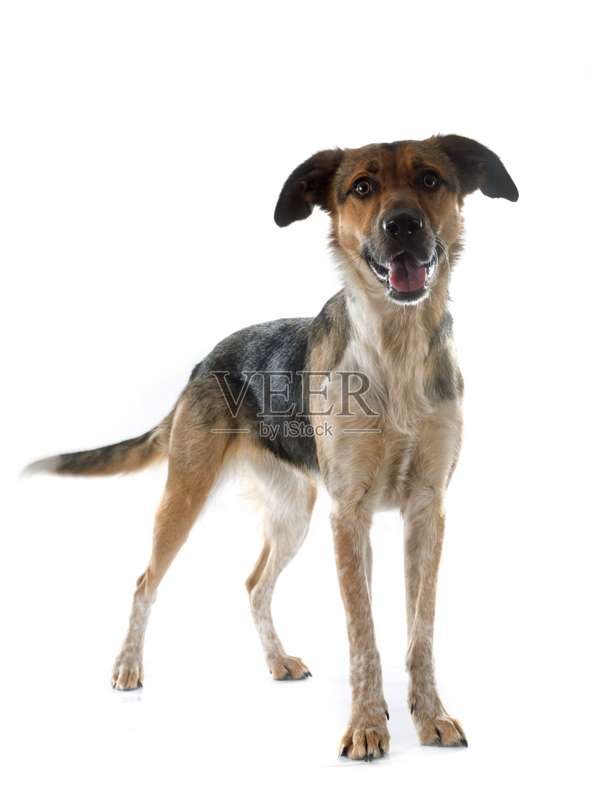 混血狗照片摄影图片