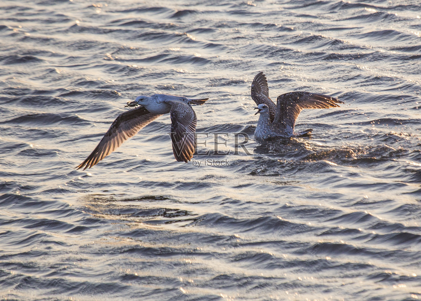 海鸥吃螃蟹照片摄影图片