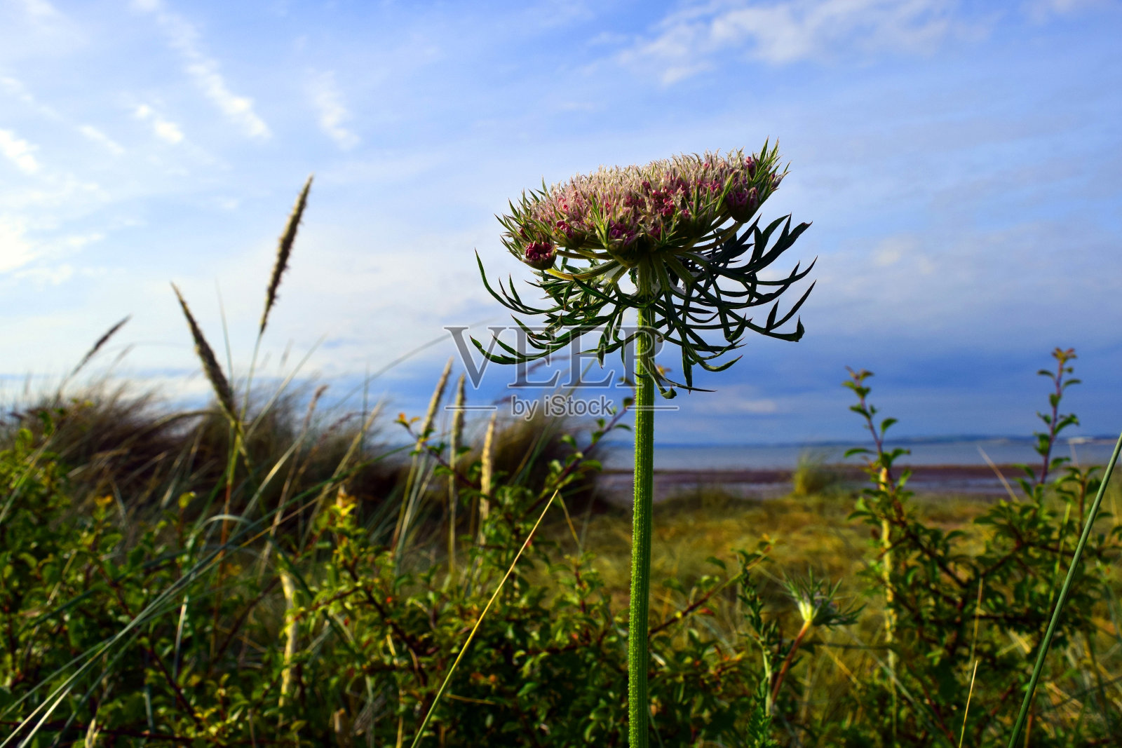 景观与野生胡萝卜照片摄影图片