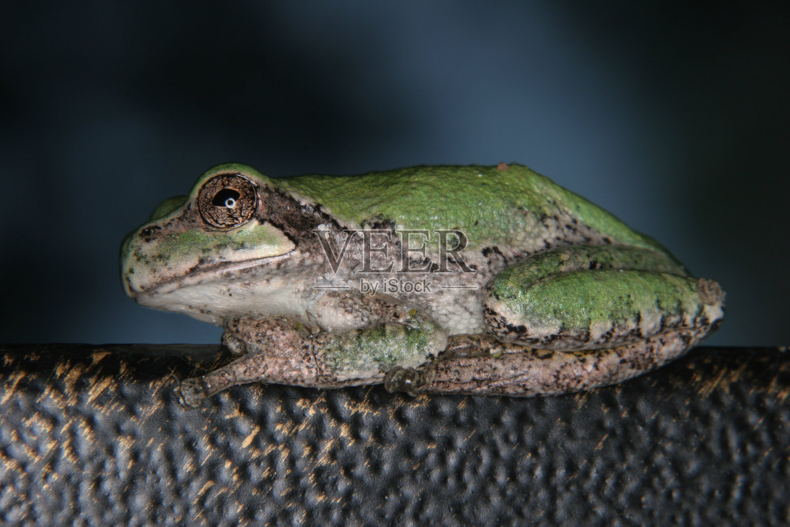小绿Treefrog照片摄影图片