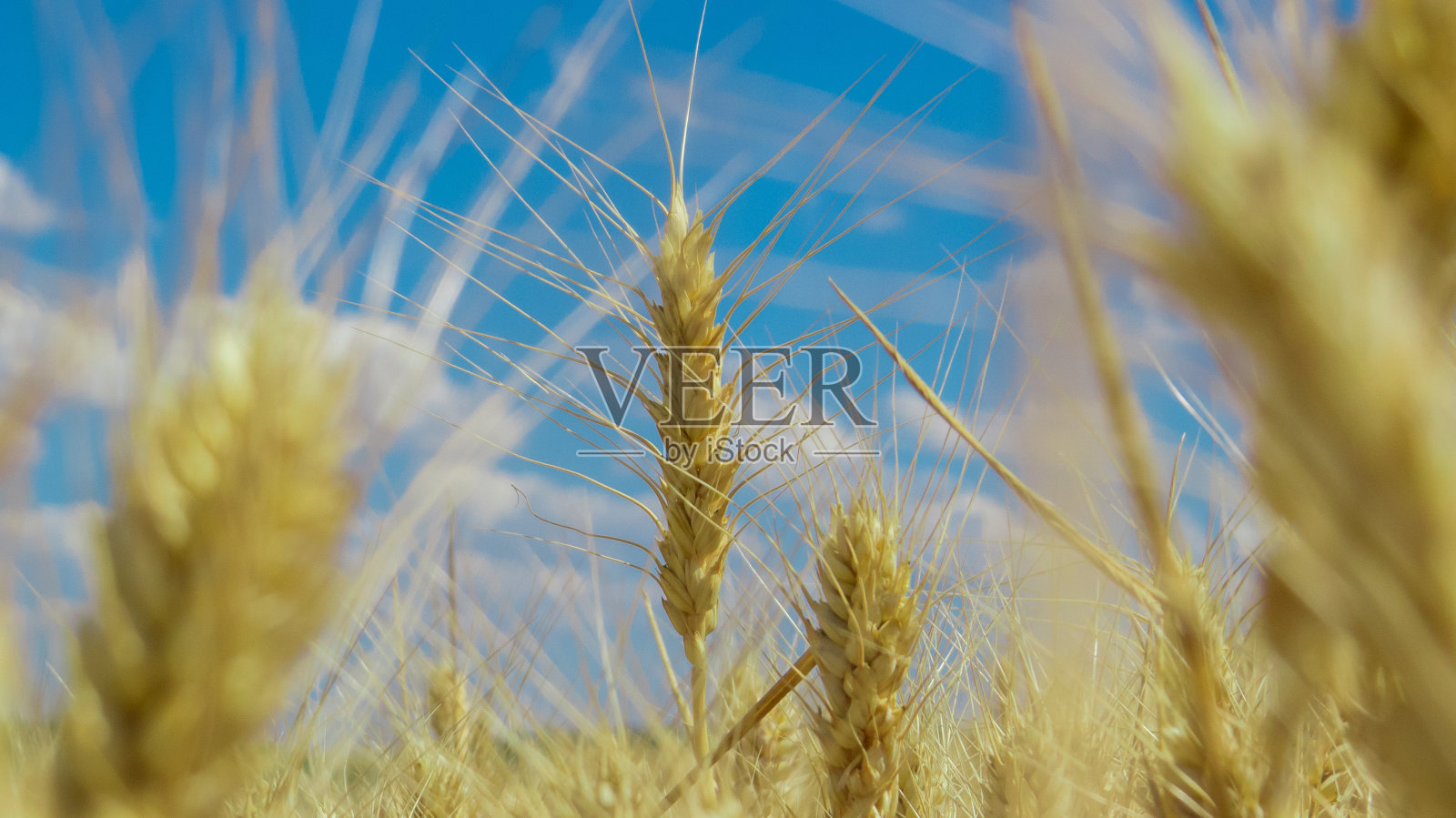 麦田和蓝天照片摄影图片