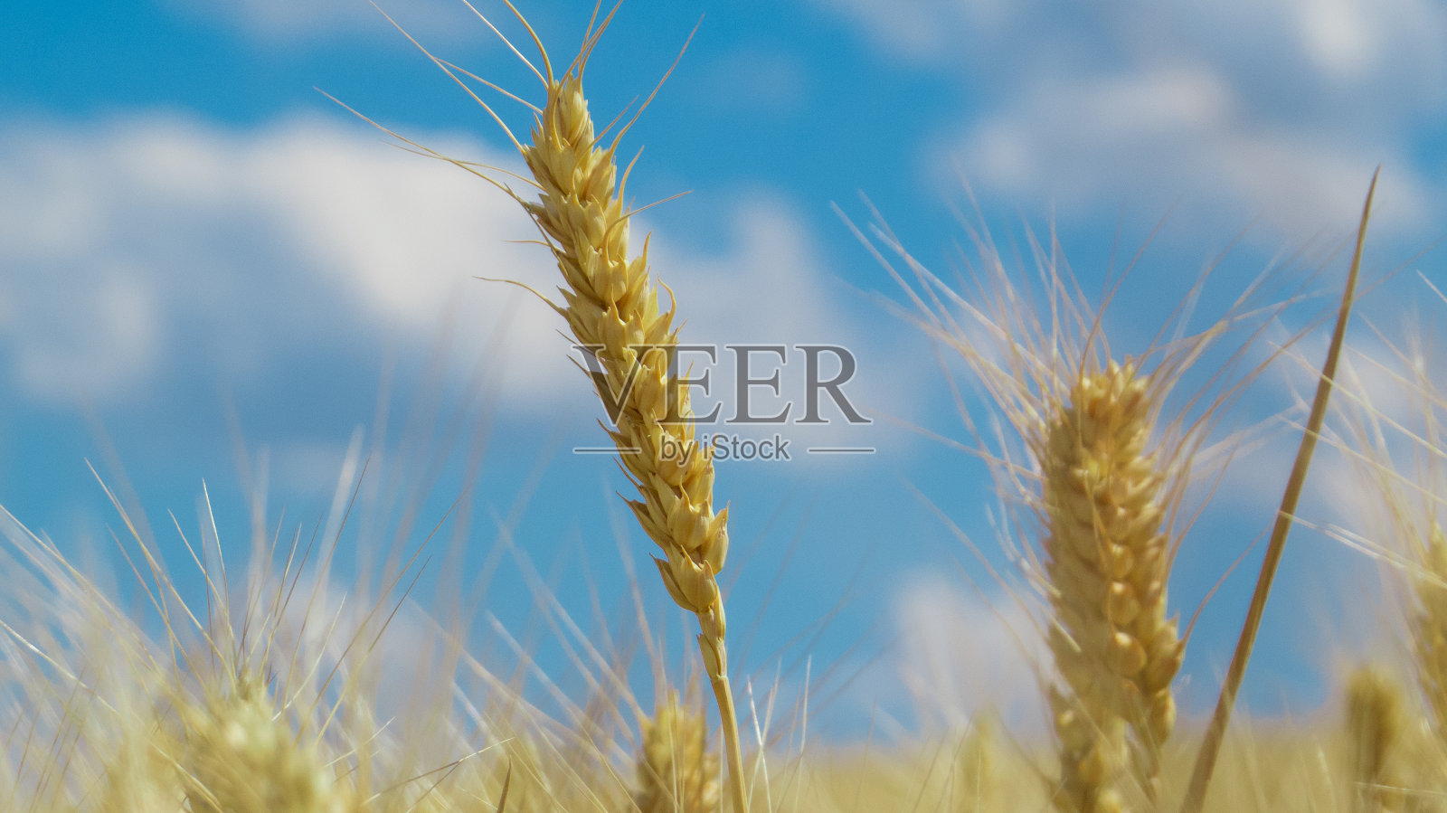 麦田和蓝天照片摄影图片