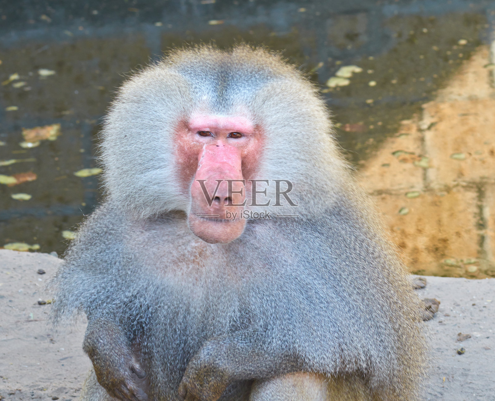 成年狒狒(Papio cynocephalus)肖像。照片摄影图片