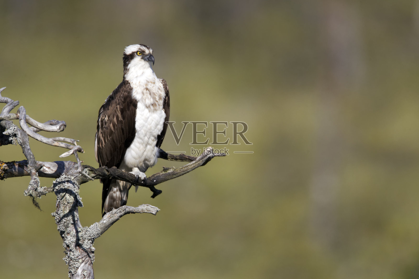 鱼鹰，Pandion haliaetus，照片摄影图片