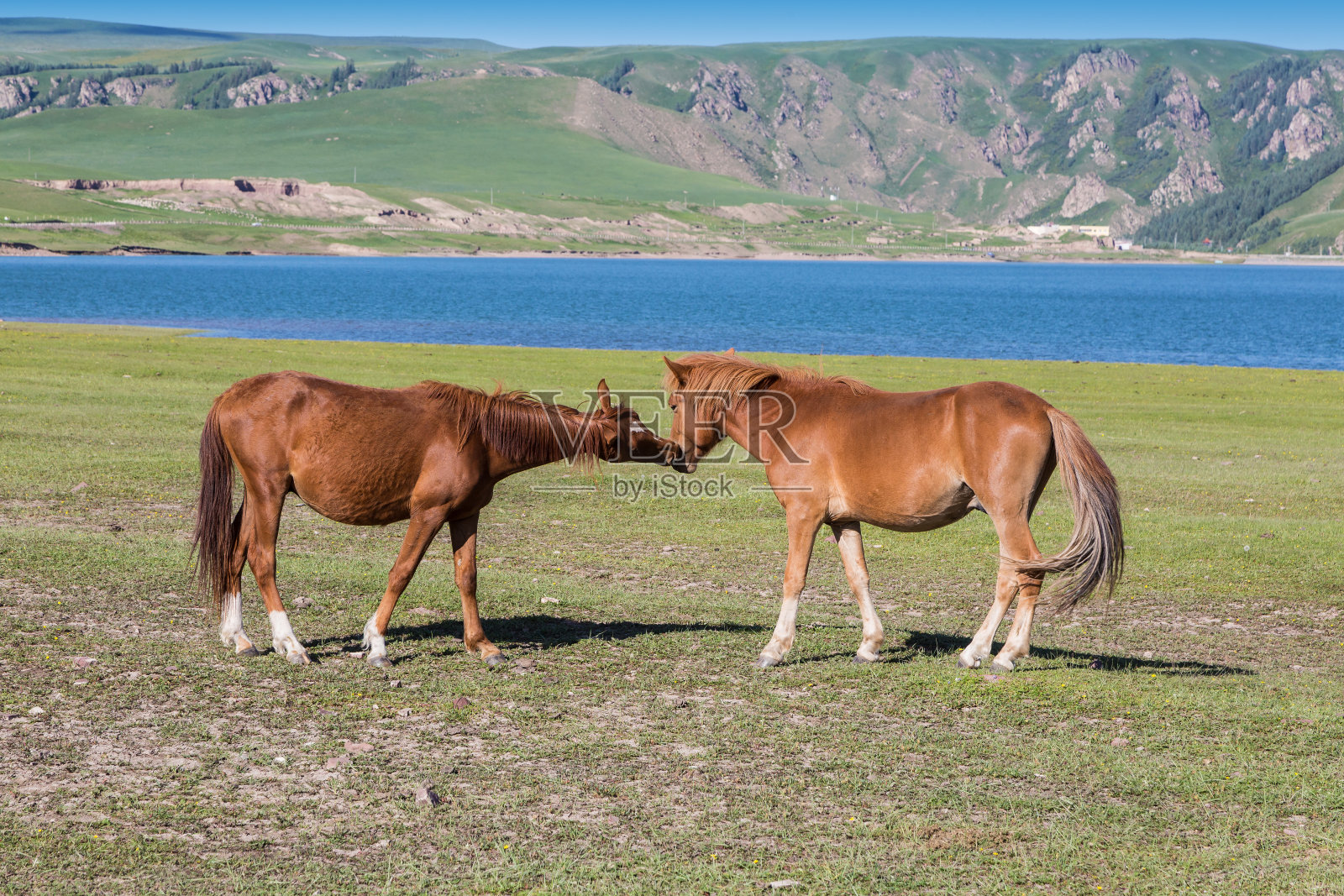 马Whisperer1照片摄影图片