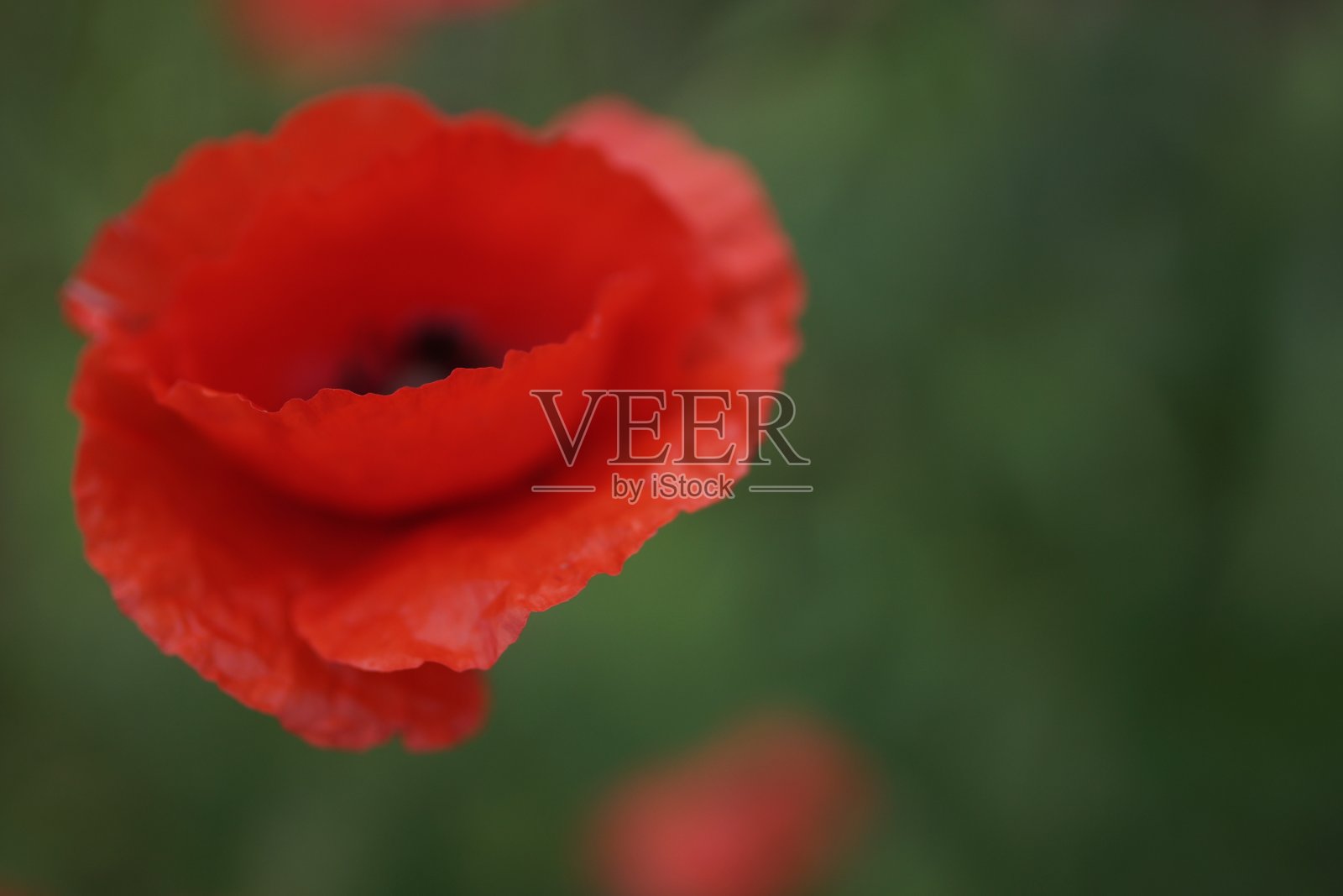 红色罂粟花照片摄影图片