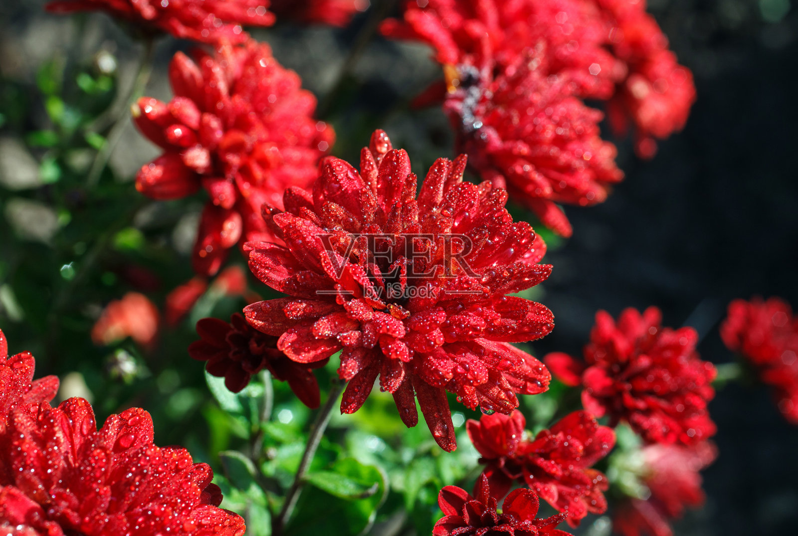 红色花朵上的露珠照片摄影图片