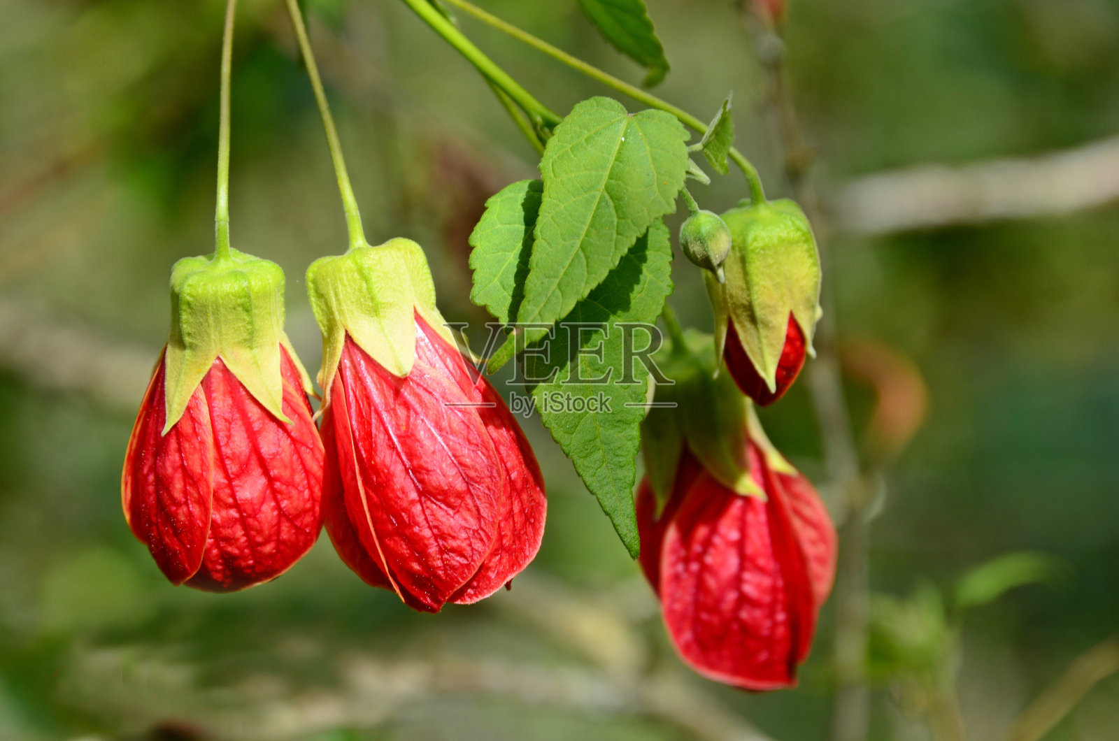 野花,插图。照片摄影图片