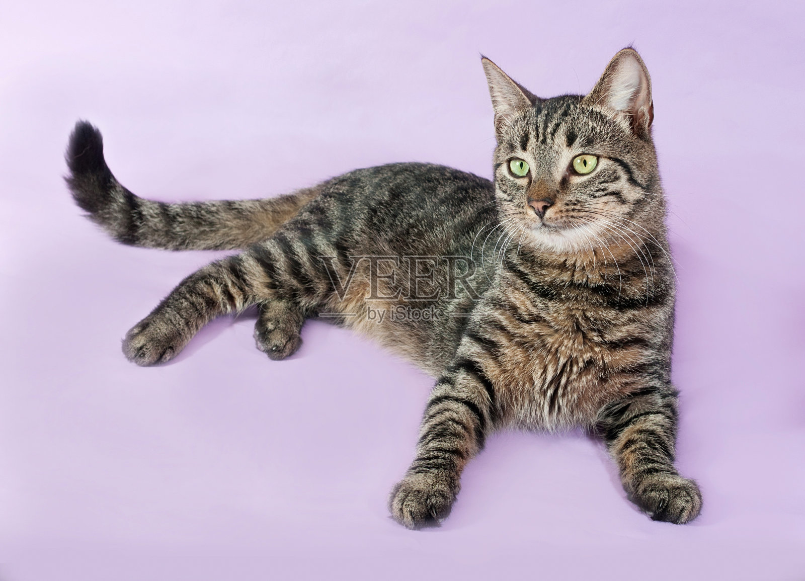 绿眼睛的虎斑猫躺在紫色的地上照片摄影图片