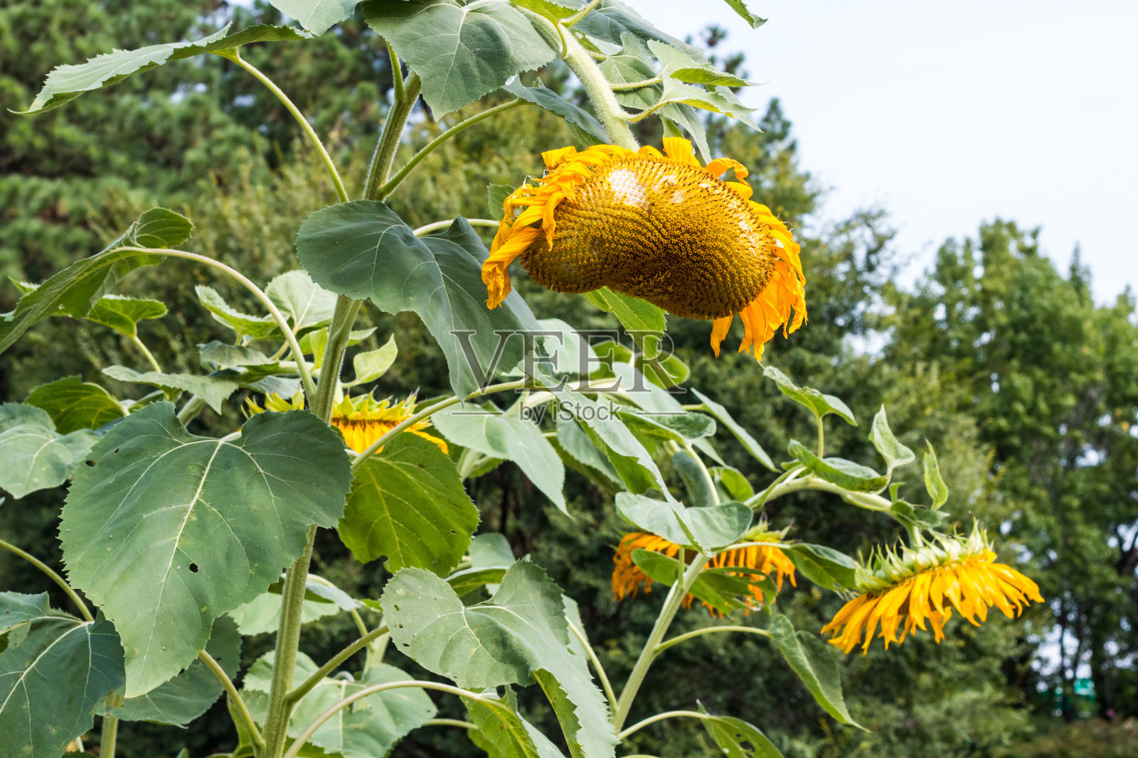 枯萎和下垂的向日葵群照片摄影图片