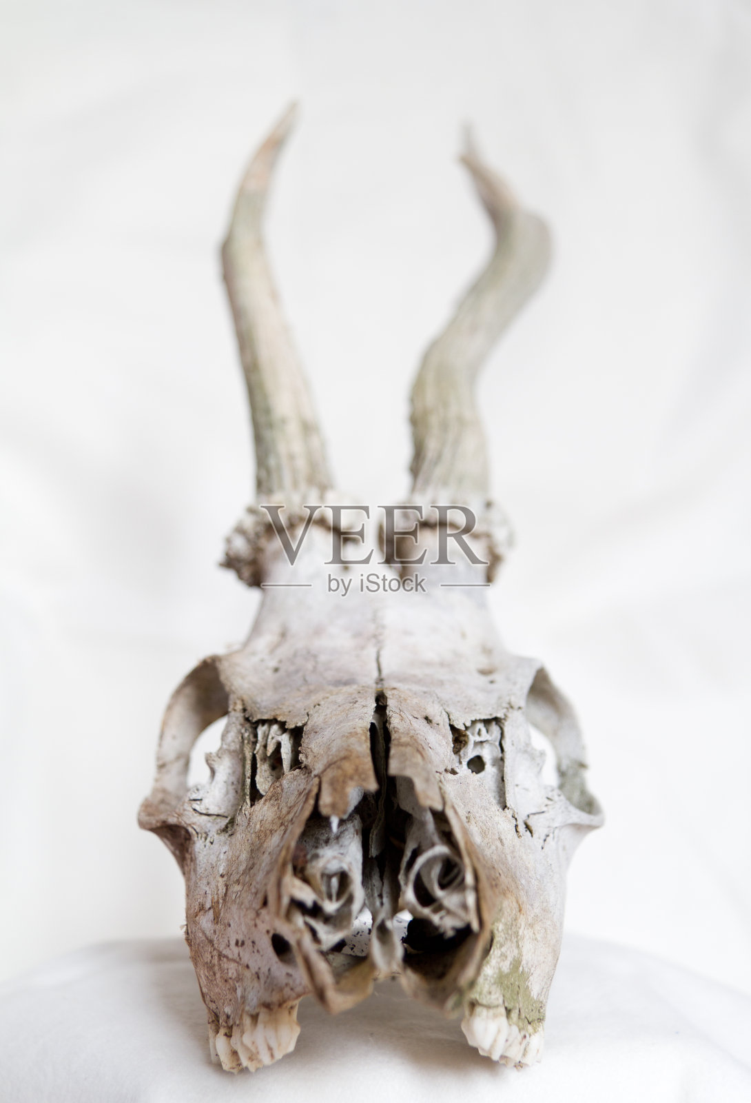 头骨照片摄影图片