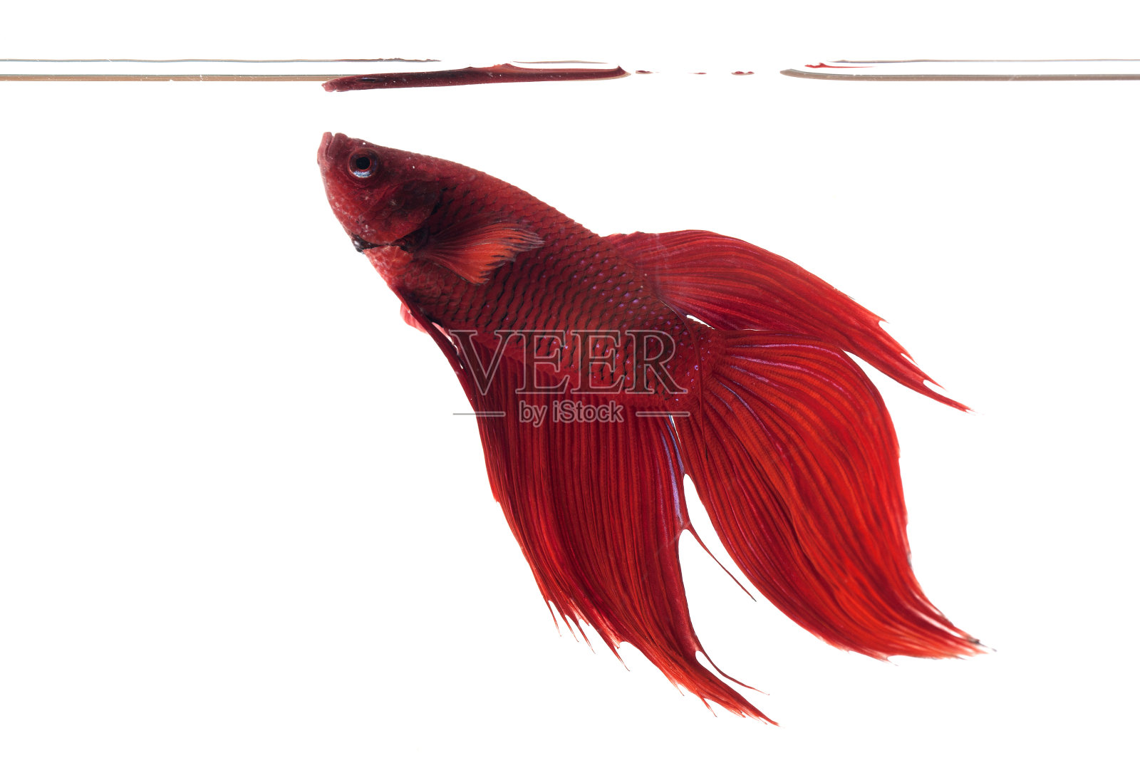 红色的鱼战斗照片摄影图片