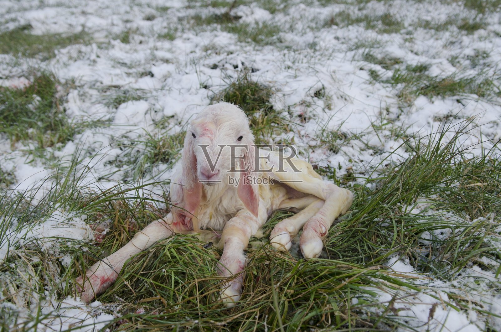 新生的羊羔照片摄影图片
