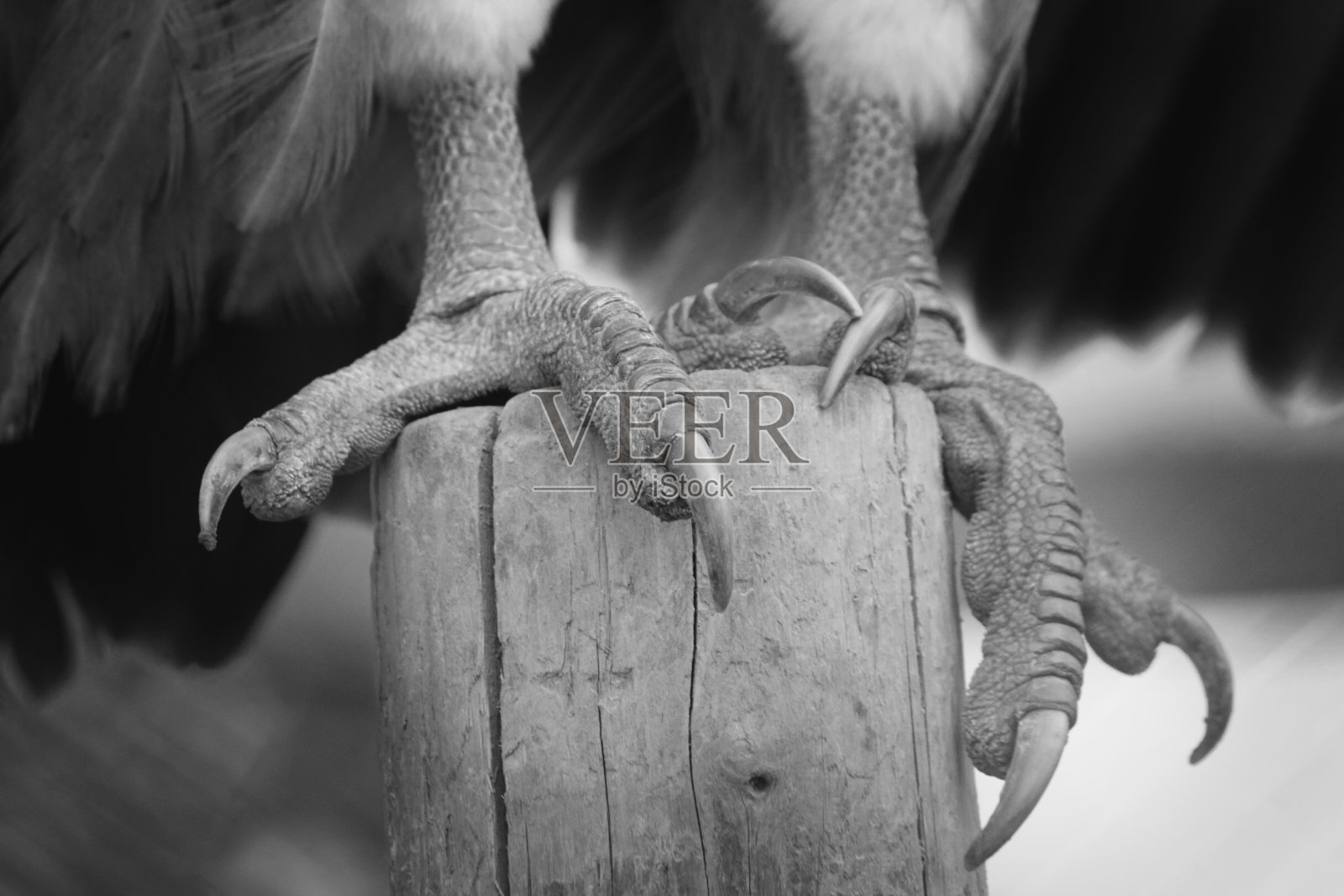 鹰的爪子照片摄影图片