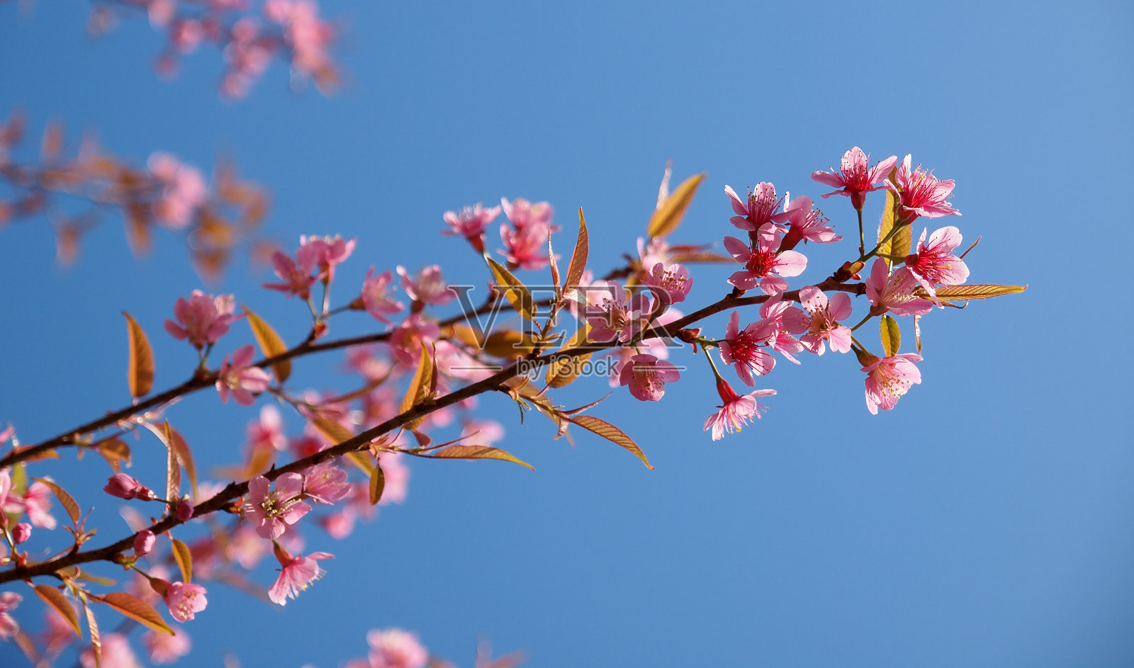 樱花树与晴朗的天空照片摄影图片