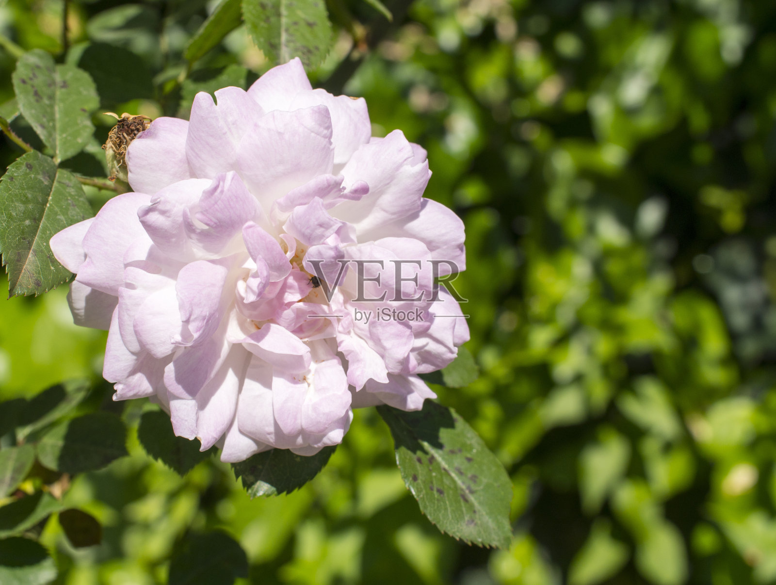 牡丹照片摄影图片