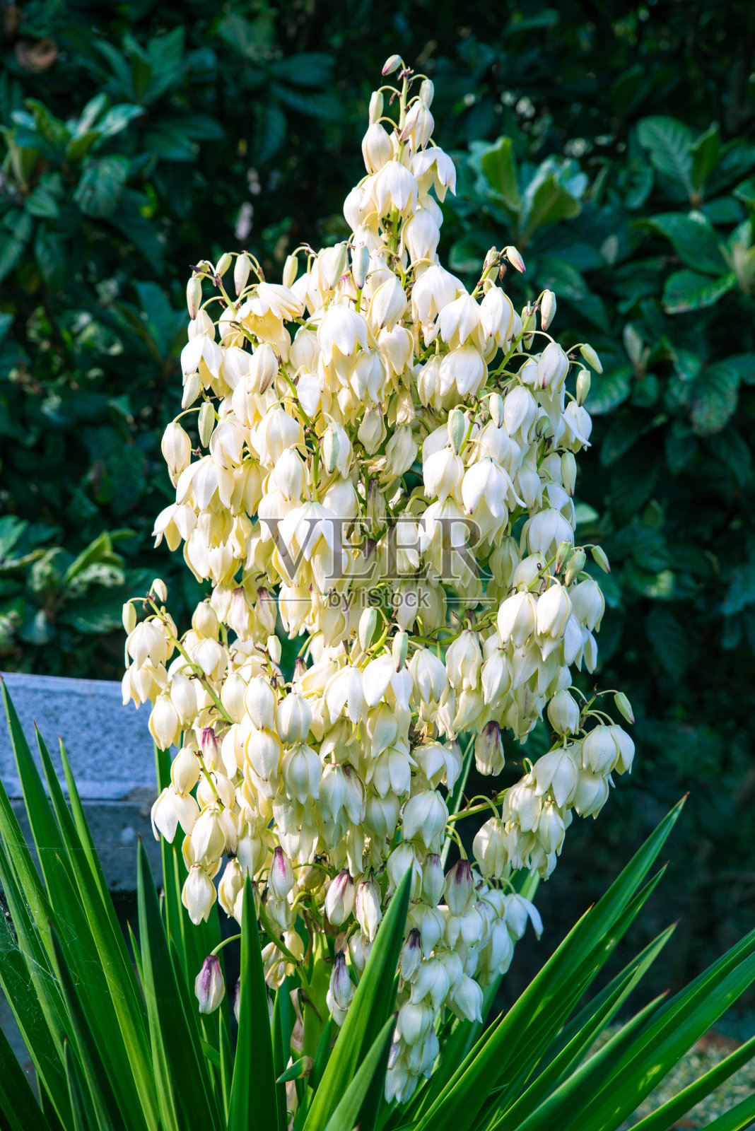 一种巨大的花照片摄影图片