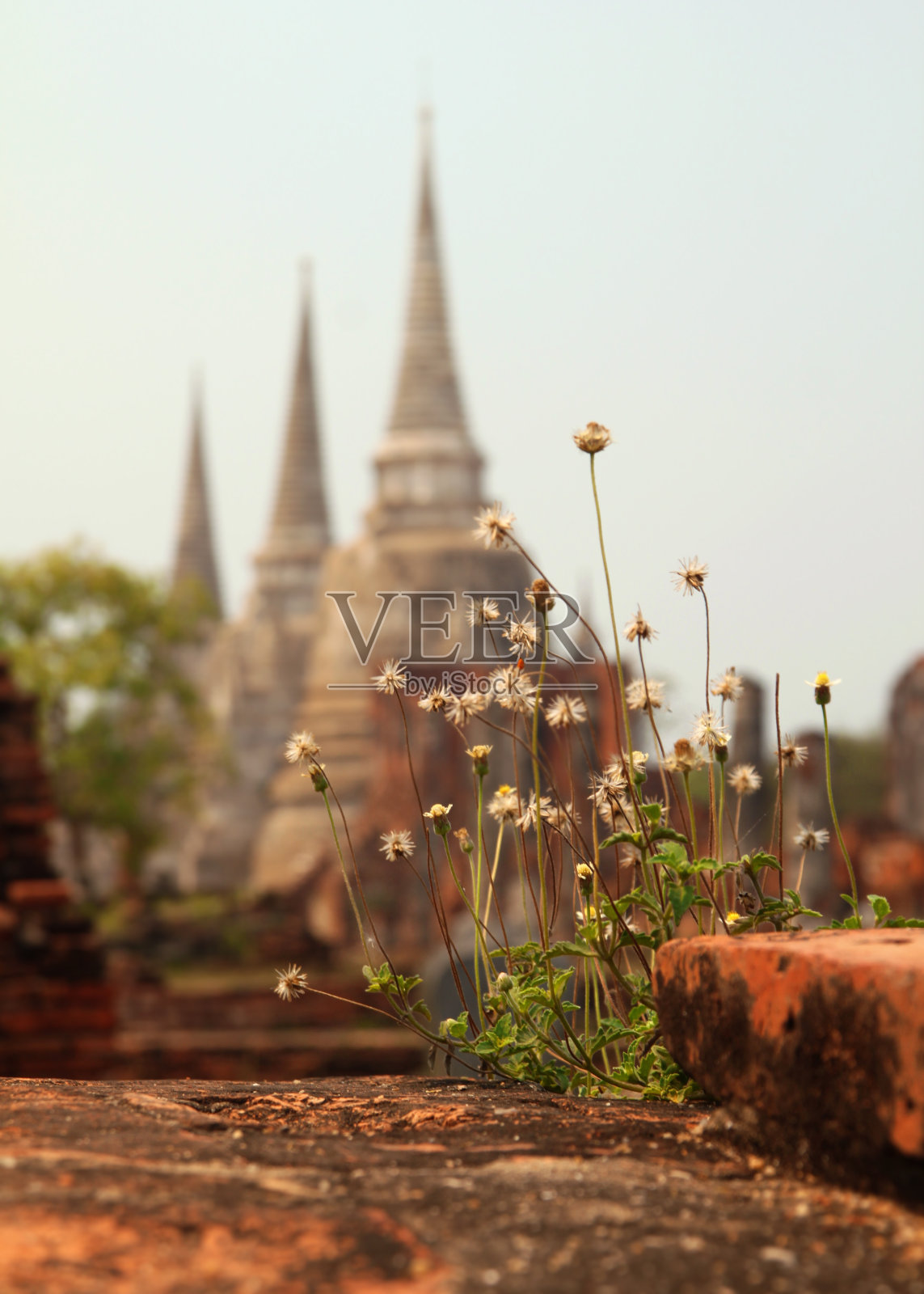 什么是Sanphet照片摄影图片