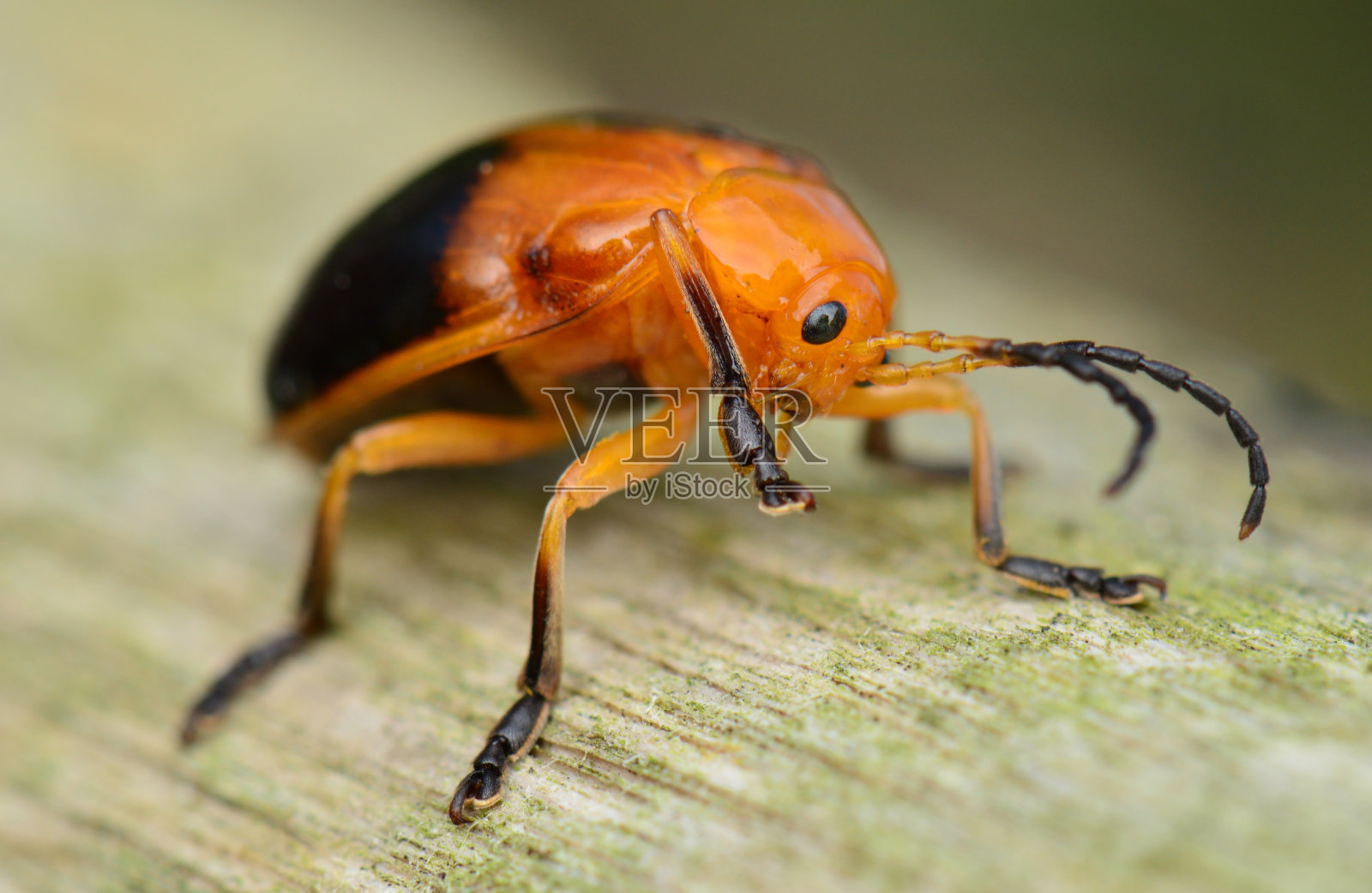 盾牌虫的特写照片摄影图片