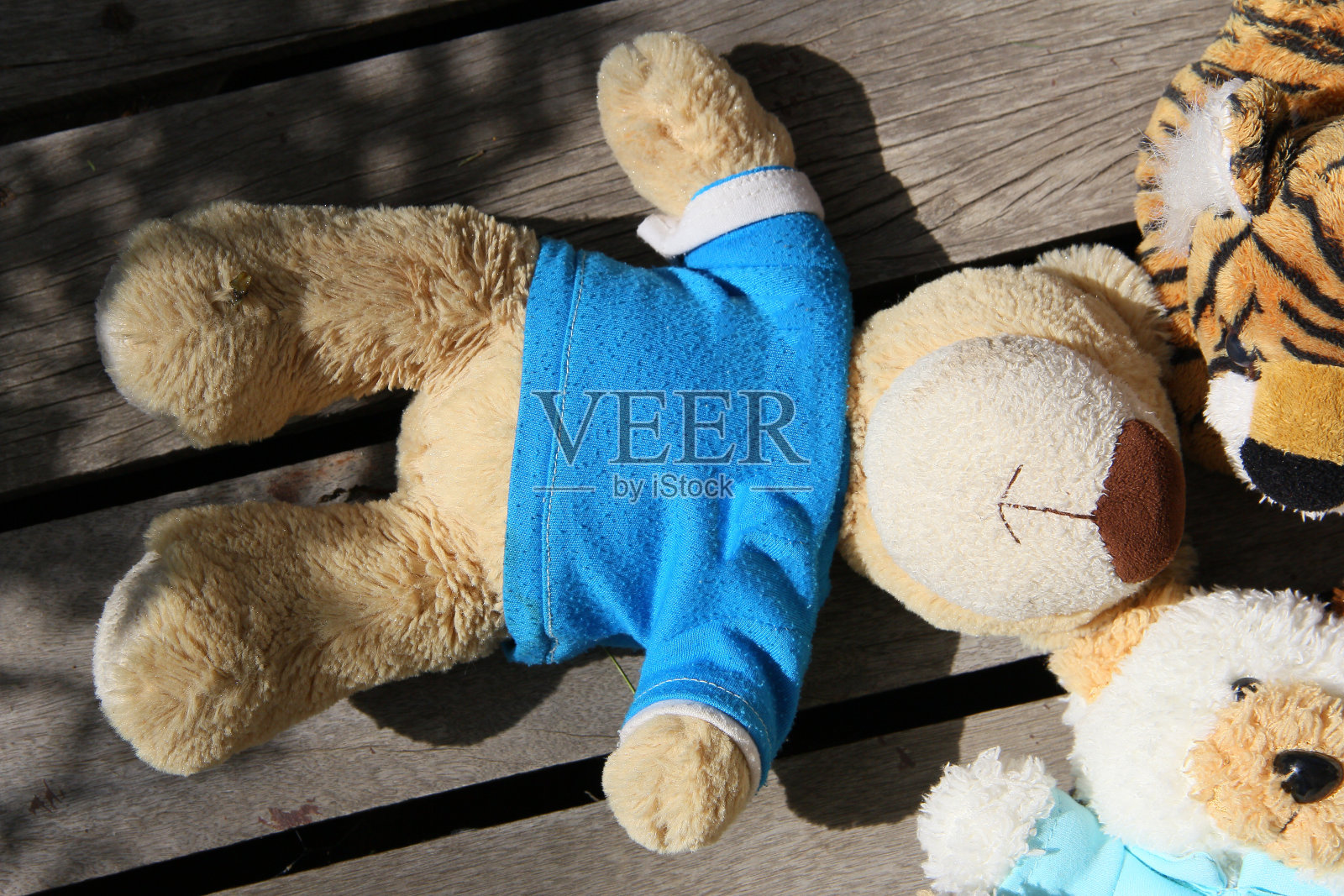 泰迪熊照片摄影图片