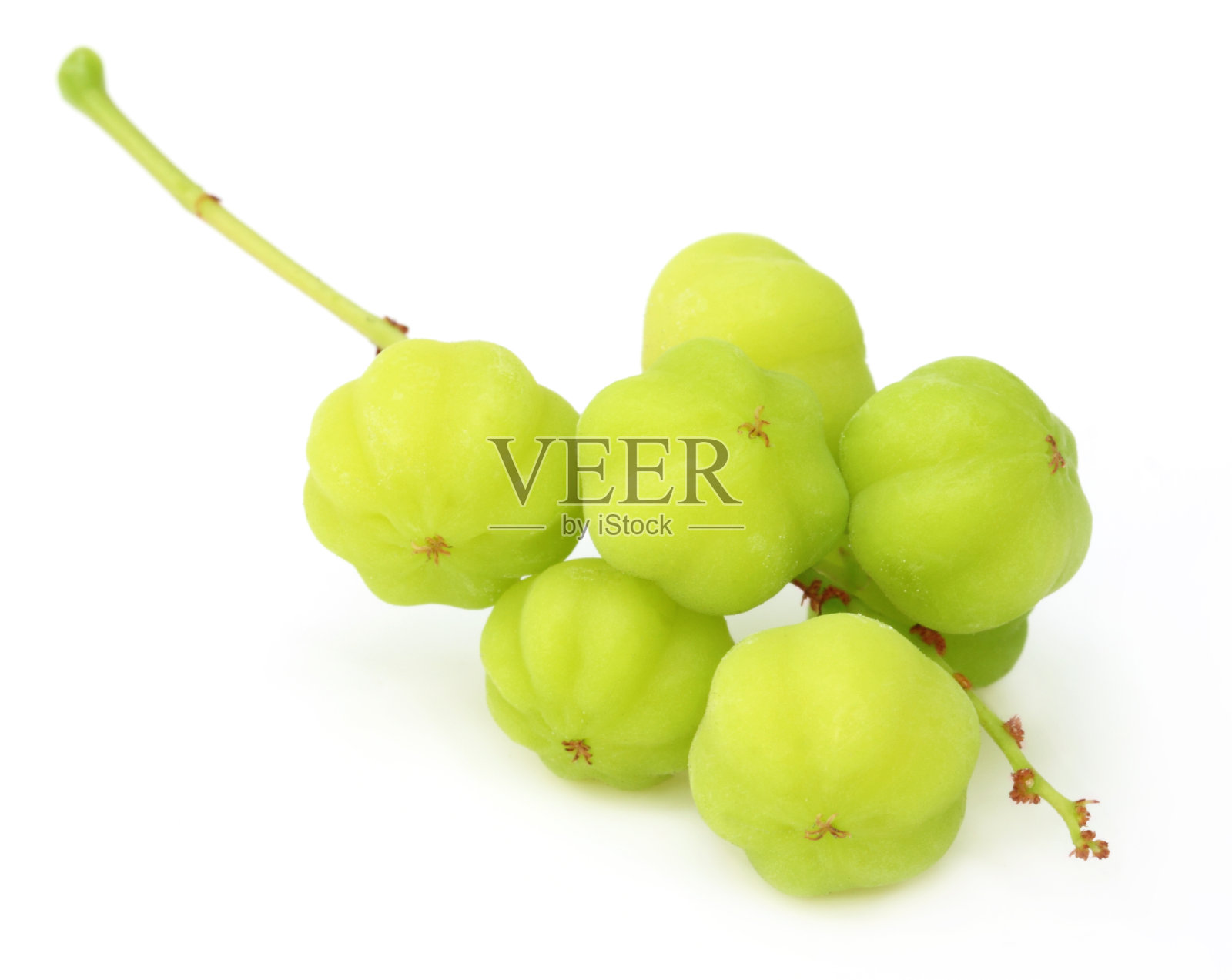 Phyllanthus acidus 或 Orboroi 果实照片摄影图片